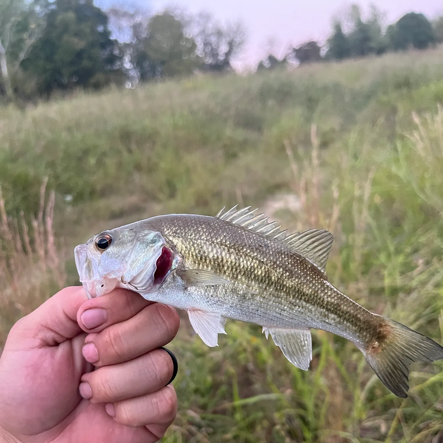 Spotted bass caught on Fishbrain