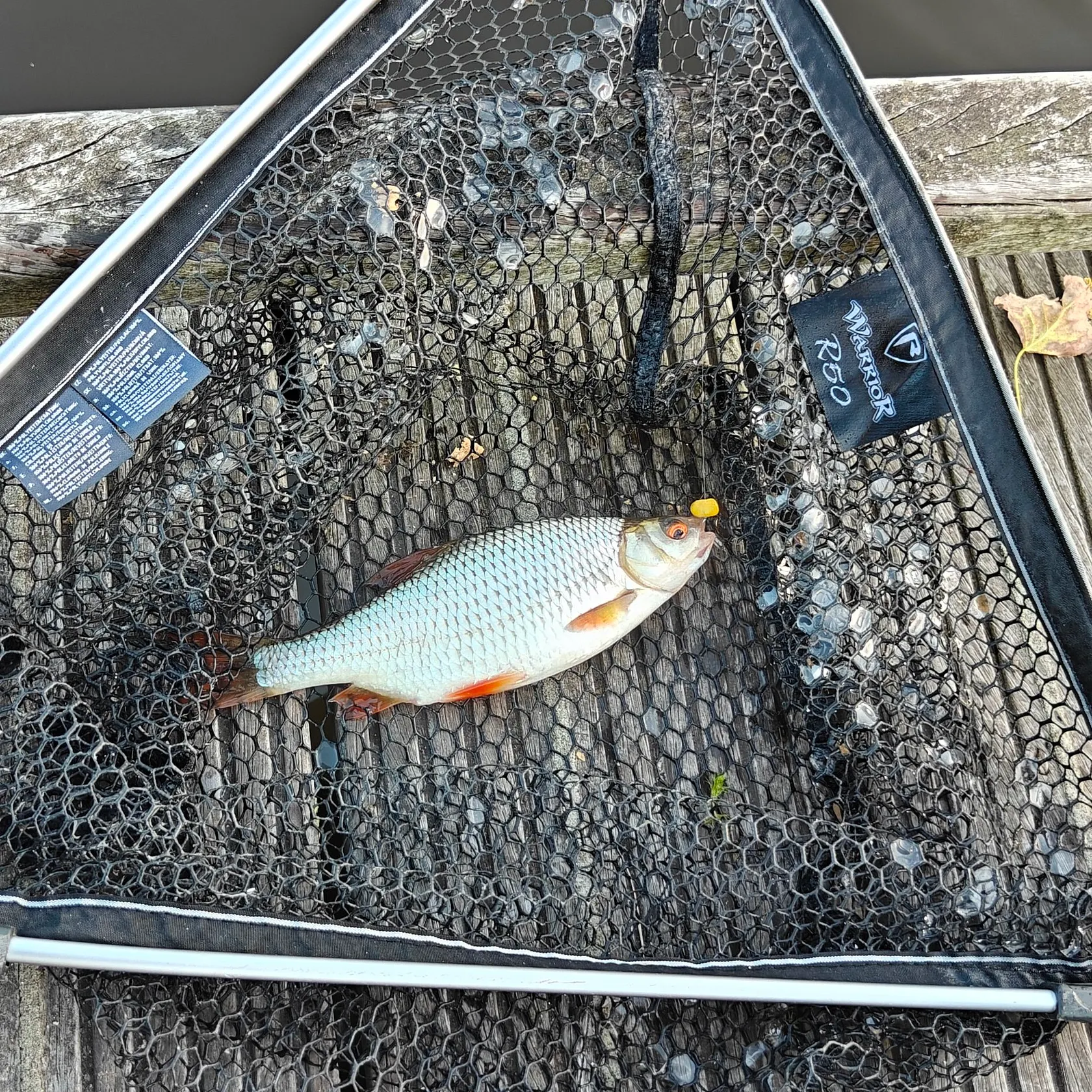 Common rudd caught on Fishbrain
