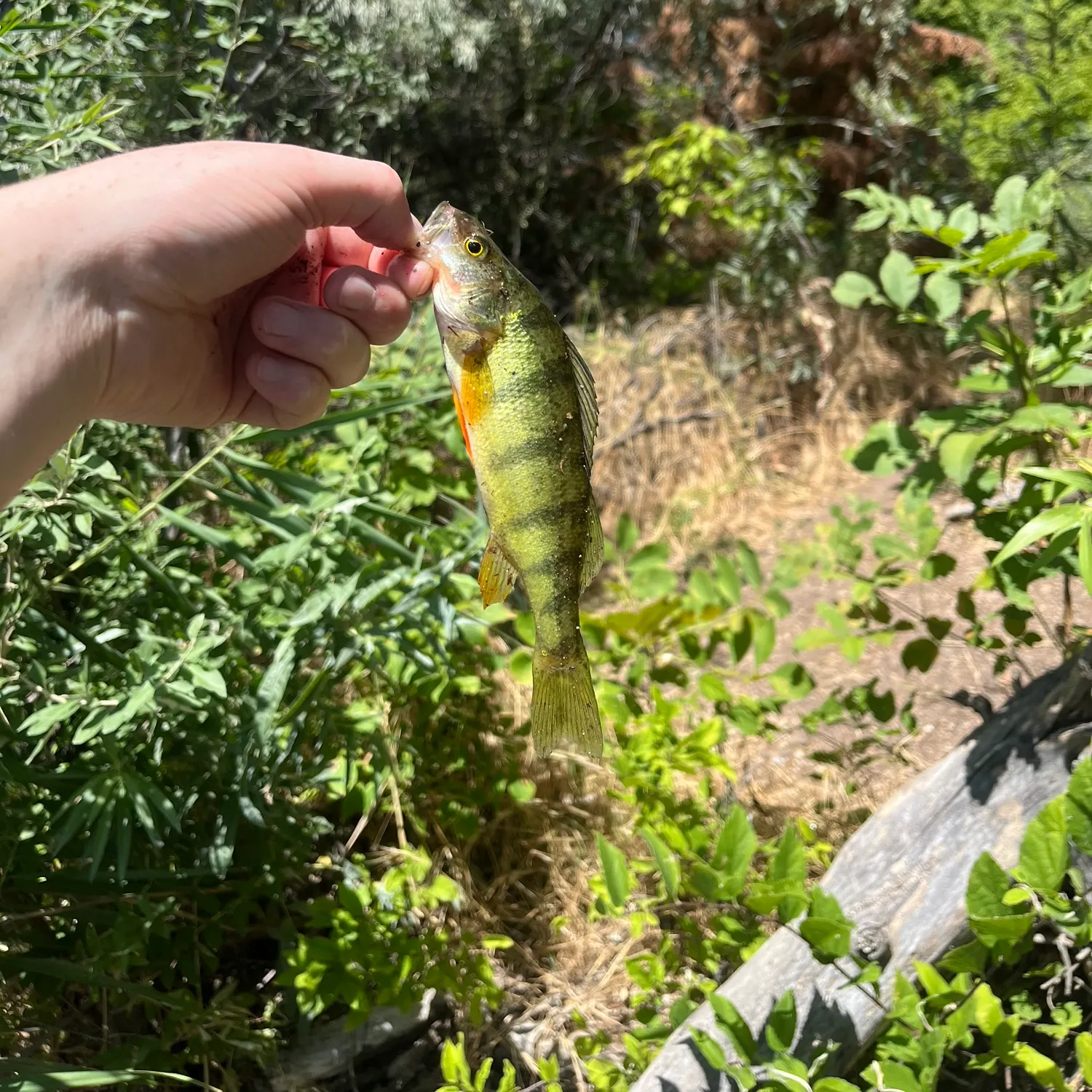 The most recent Yellow perch catches on Fishbrain