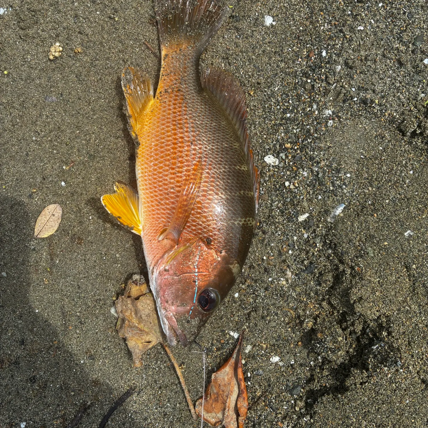 Mangrove snapper caught on Fishbrain