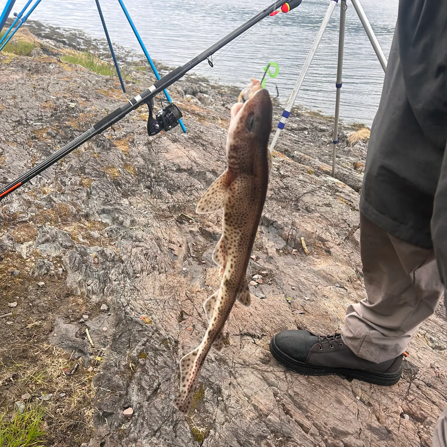most liked catch image