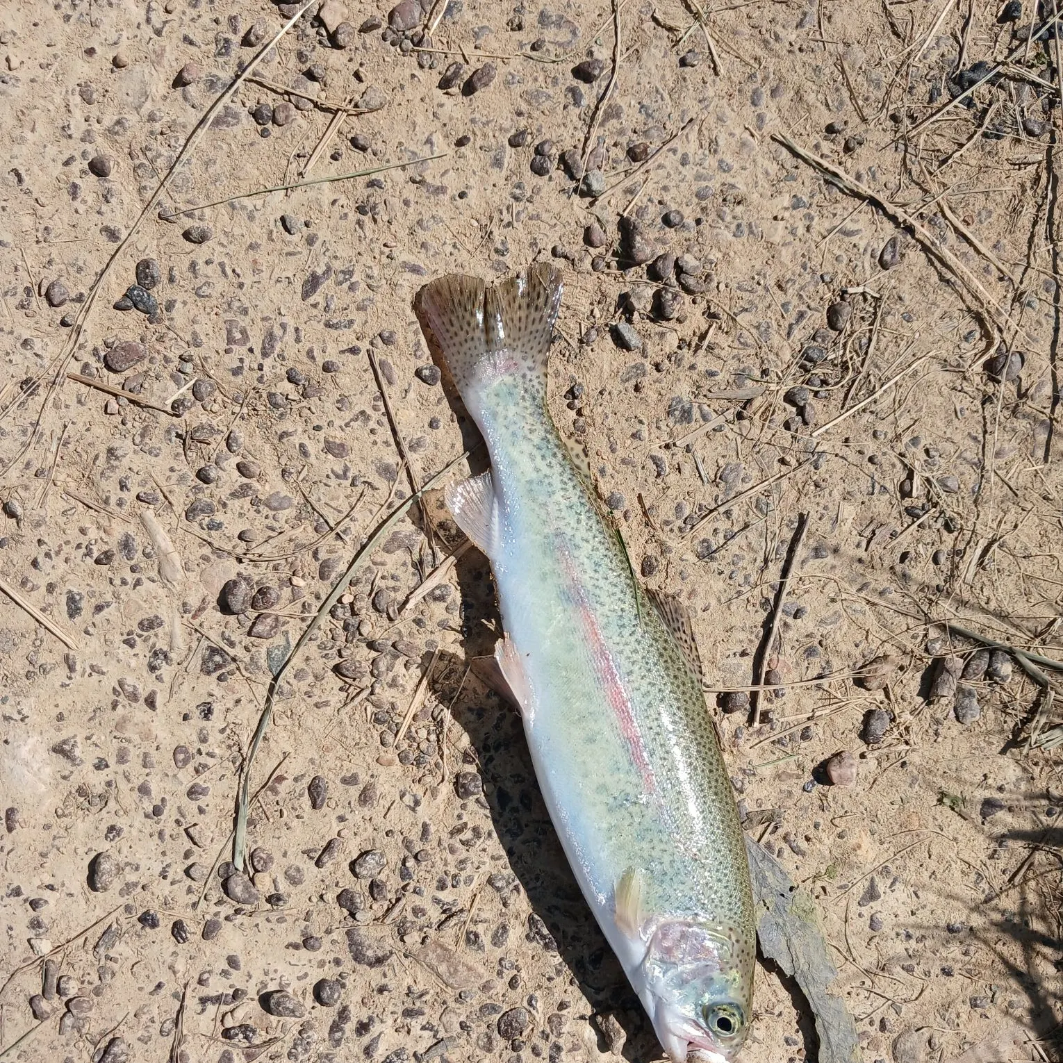 Rainbow trout caught on Fishbrain