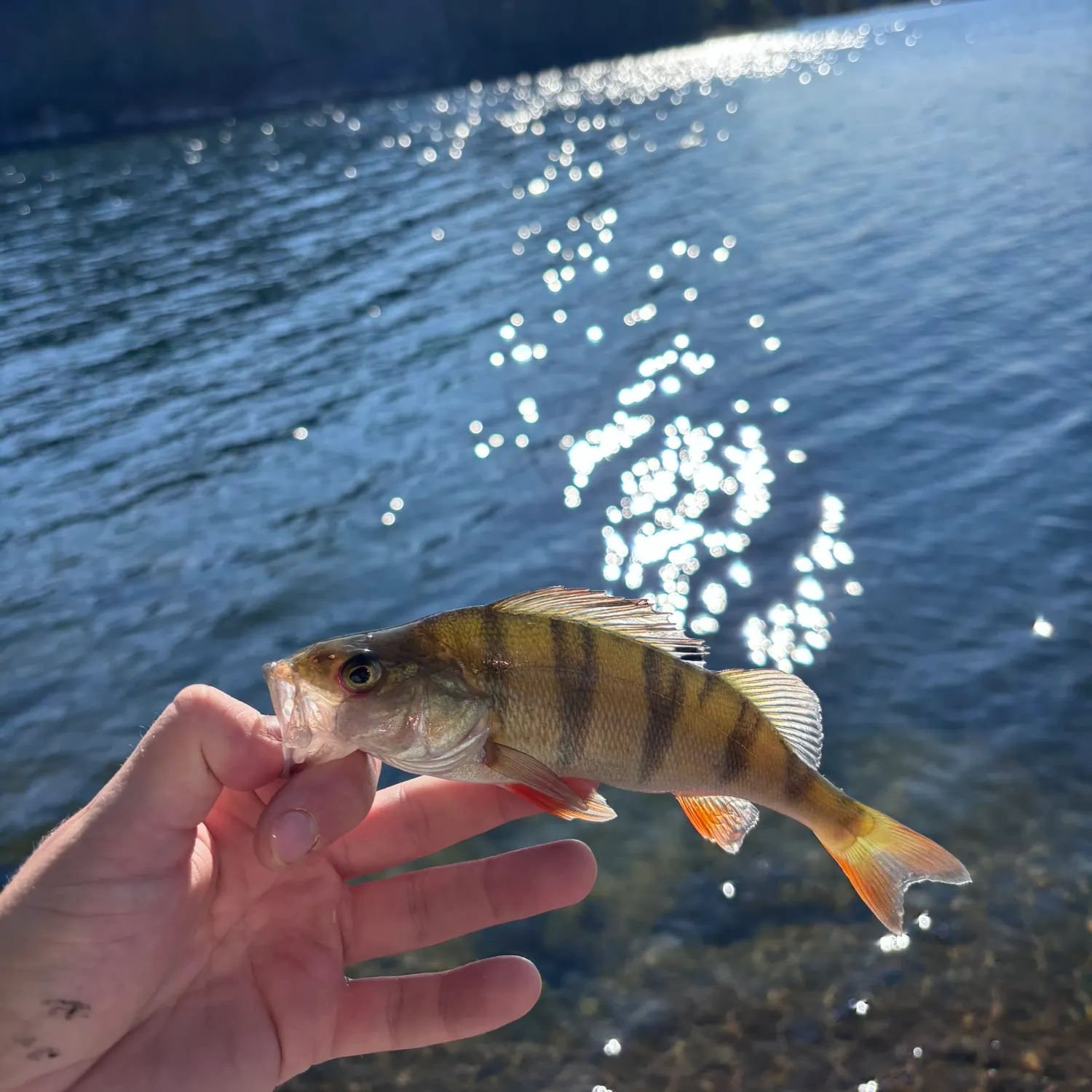 European perch caught on Fishbrain