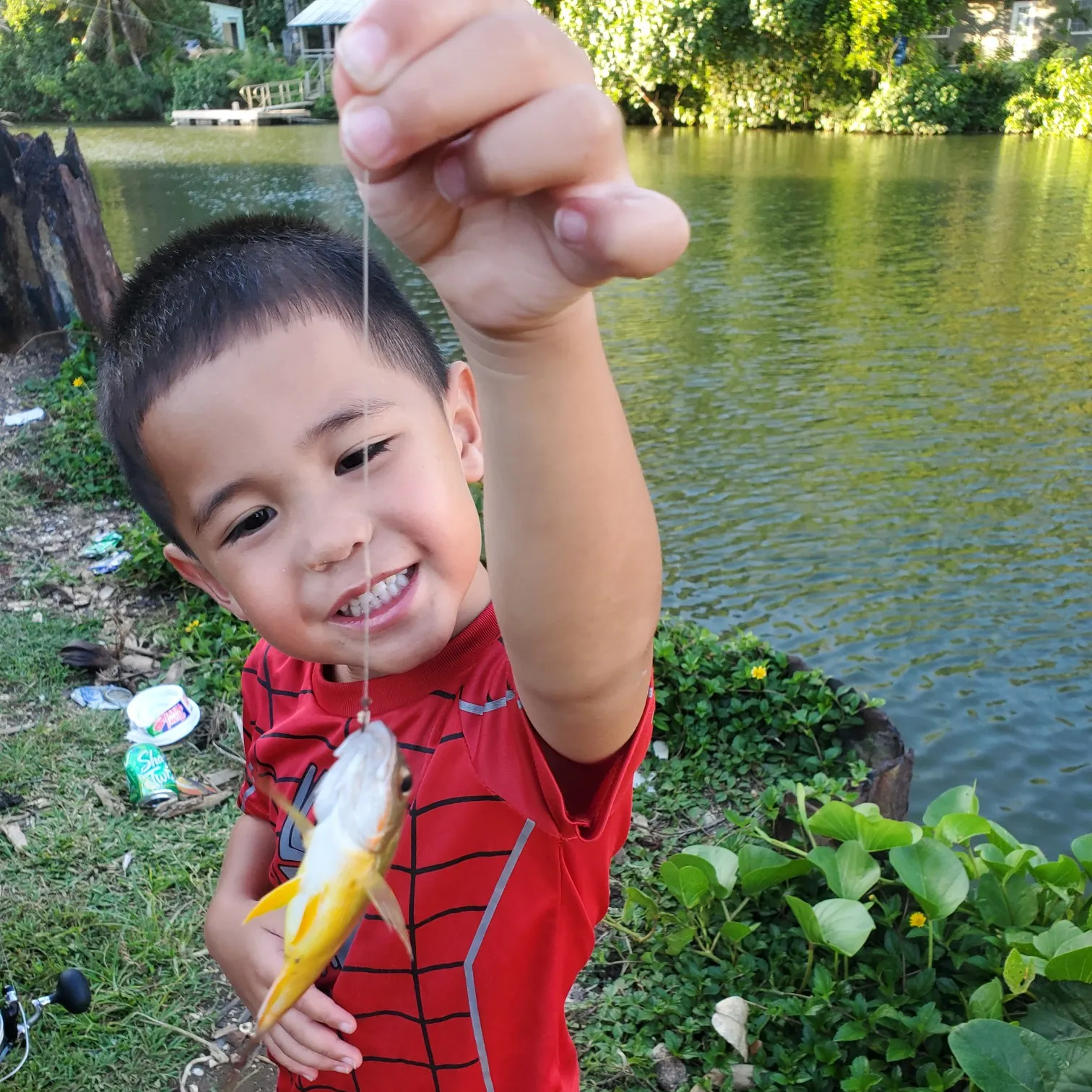 Mangrove snapper caught on Fishbrain