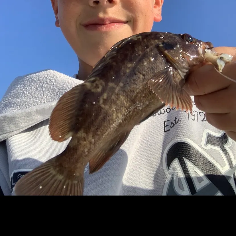 The most recent Brown rockfish catches on Fishbrain