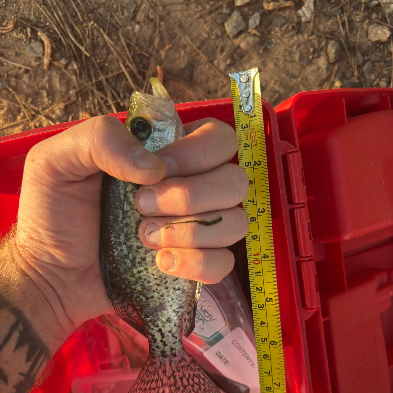 recently logged catches