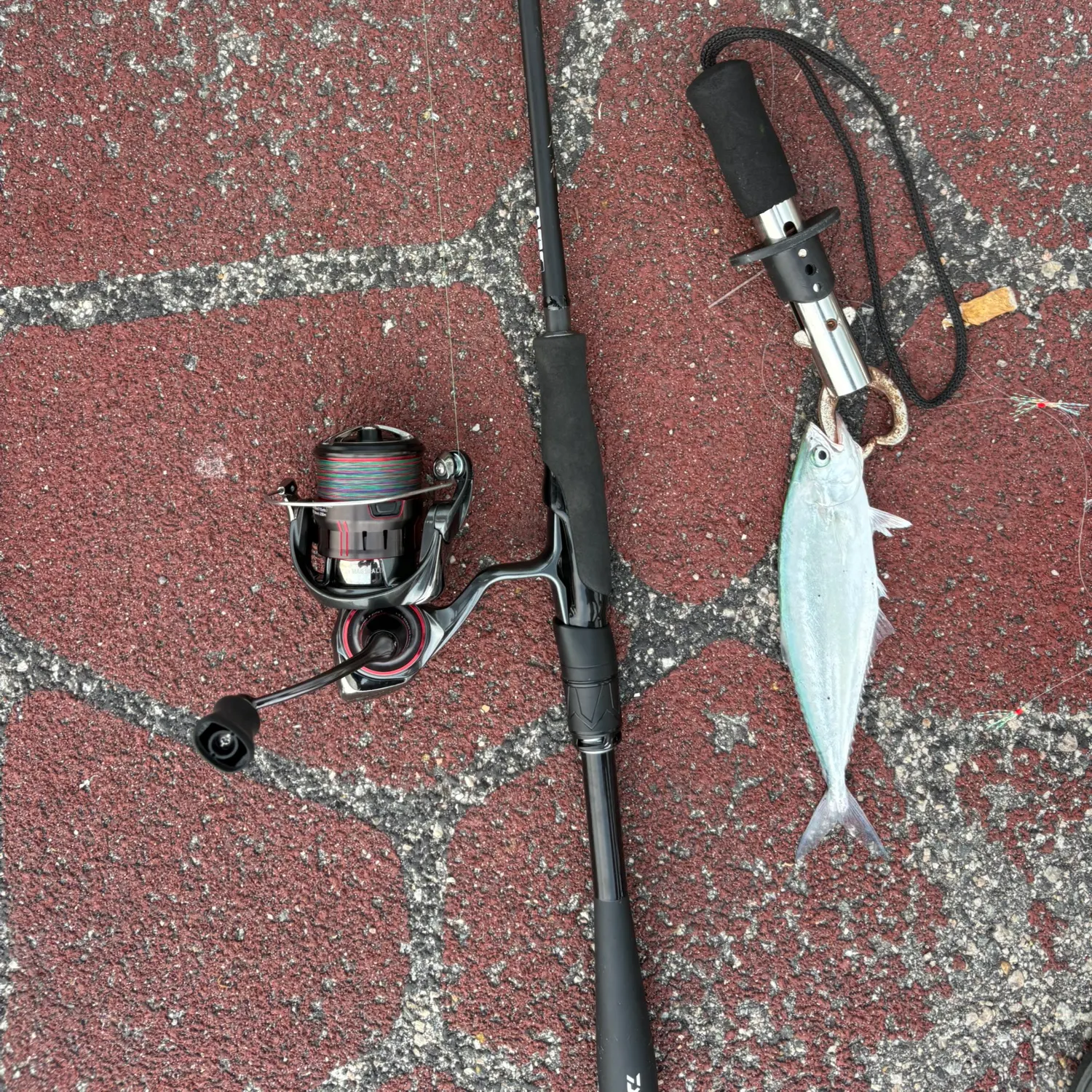 The most recent Doublespotted queenfish catches on Fishbrain