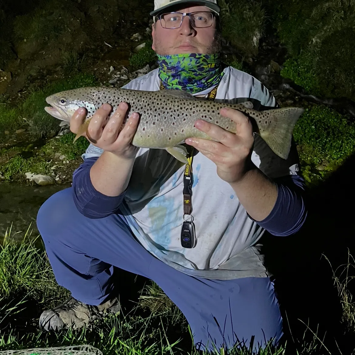 Brown trout caught on Fishbrain