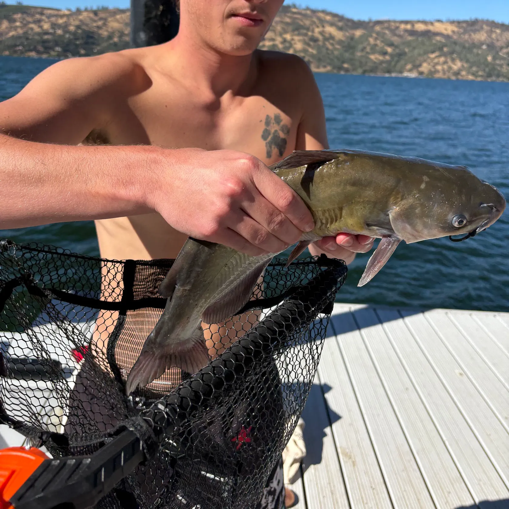 Channel catfish caught on Fishbrain