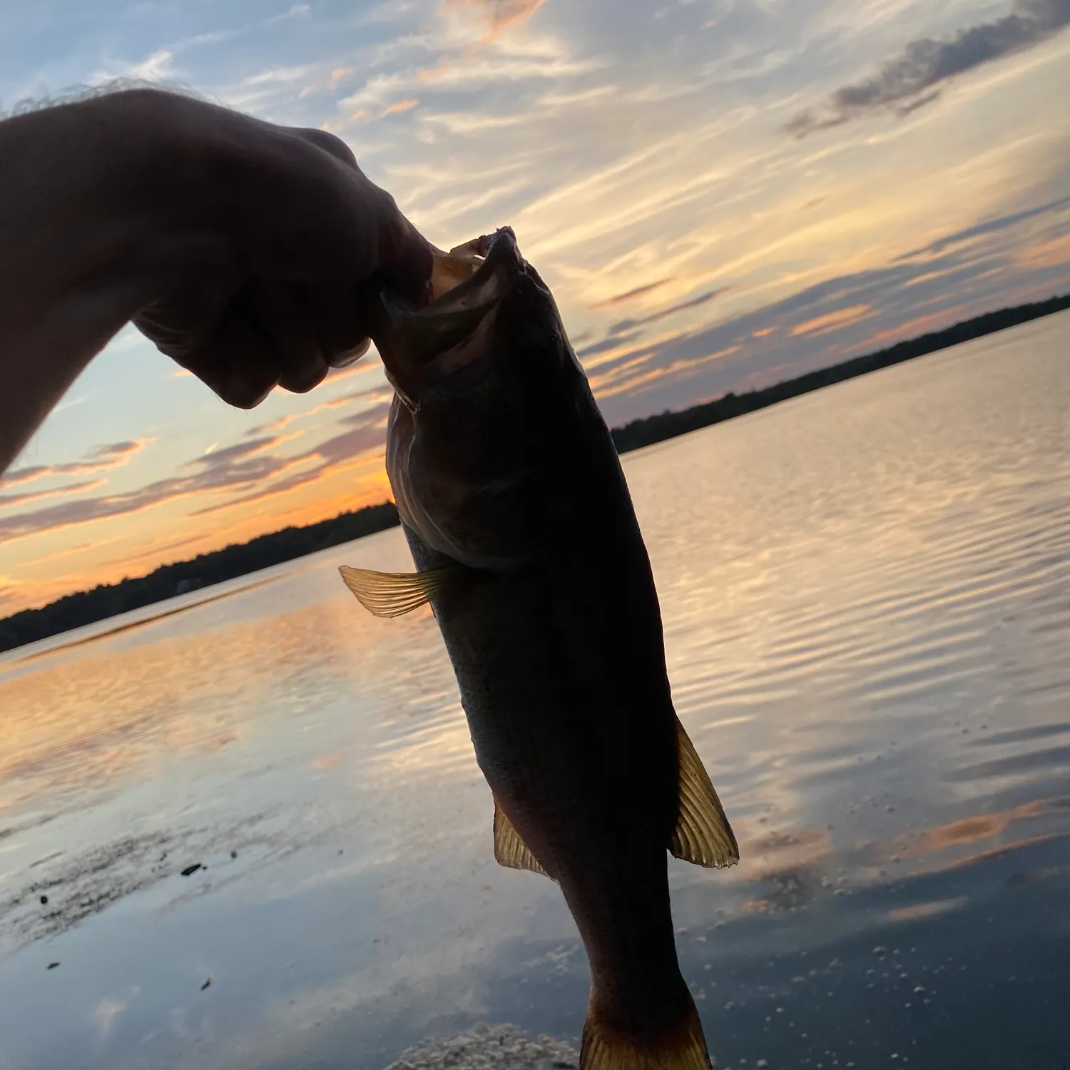 Largemouth bass caught on Fishbrain