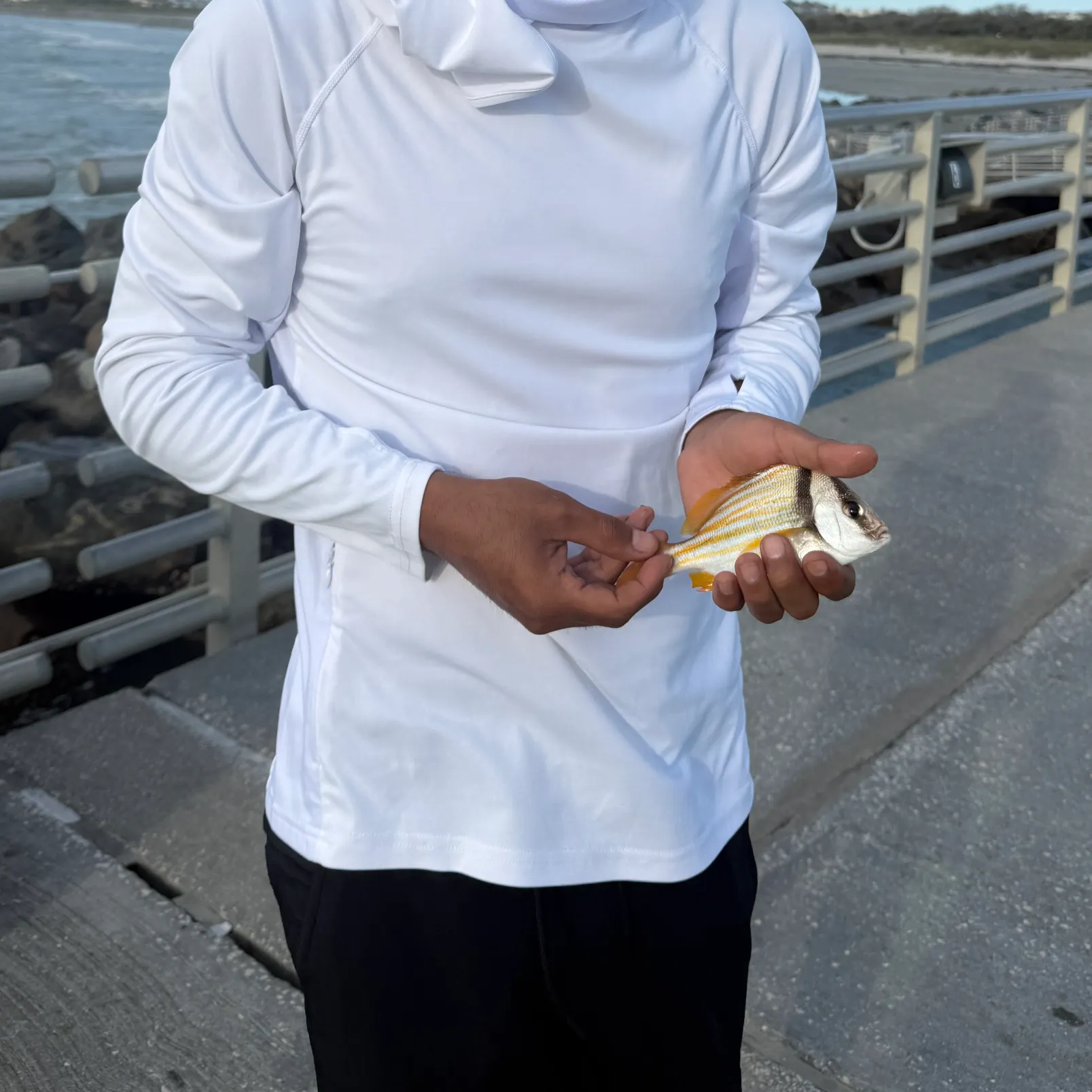 The most recent Atlantic porkfish catches on Fishbrain