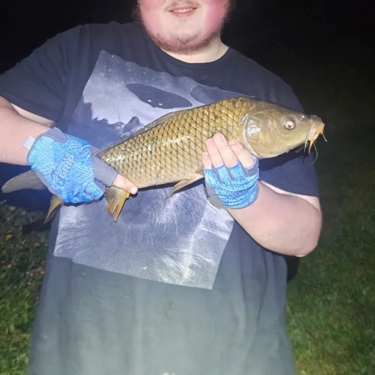 Common carp caught on Fishbrain