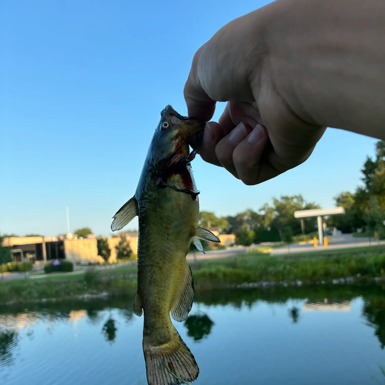 Yellow bullhead caught on Fishbrain