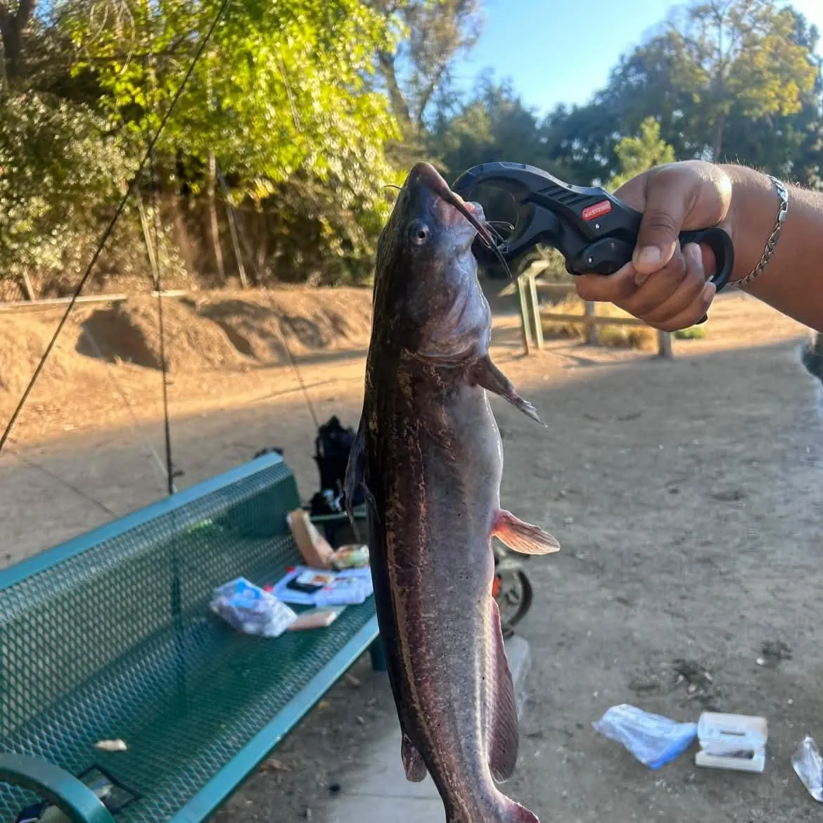 Channel catfish caught on Fishbrain