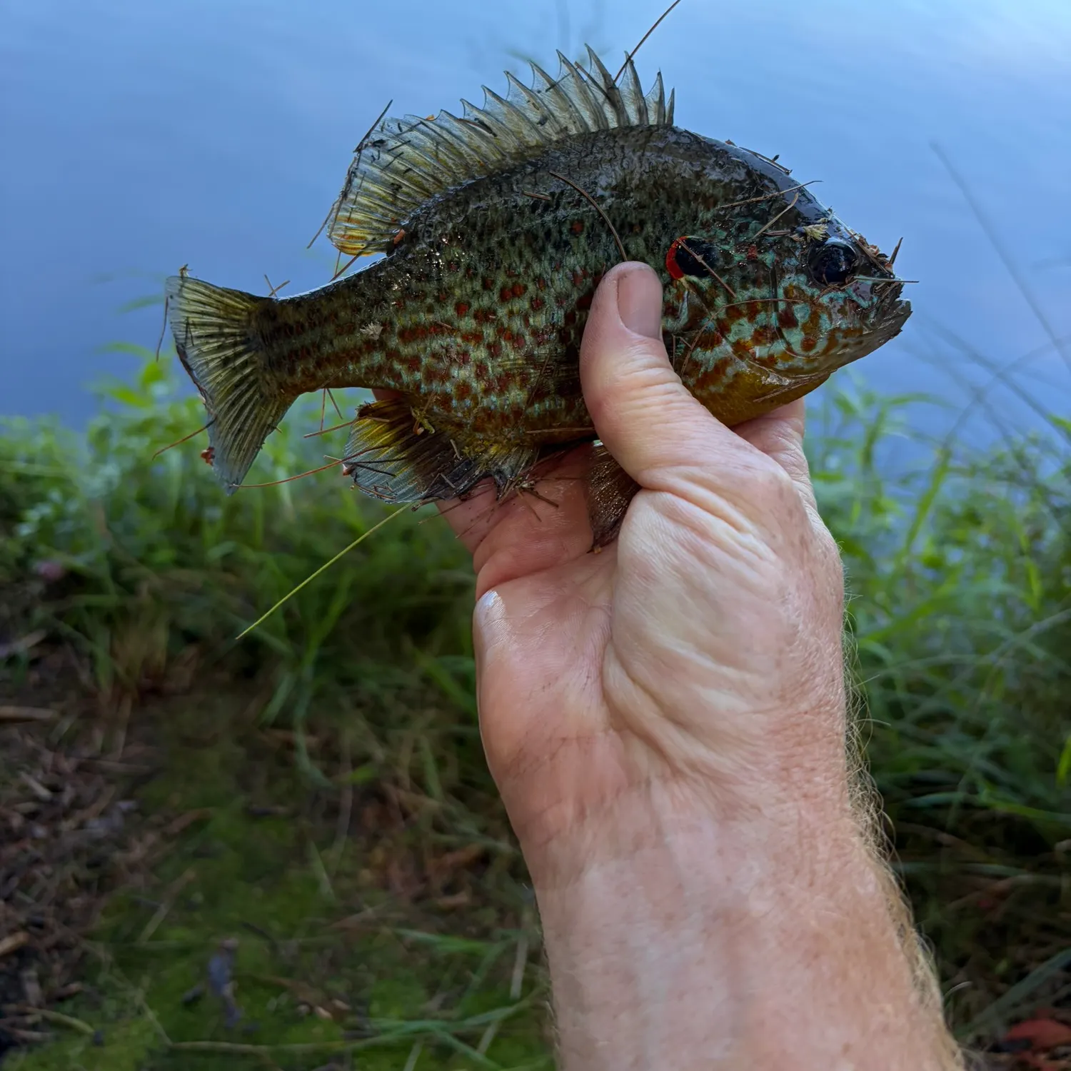 Pumpkinseed caught on Fishbrain