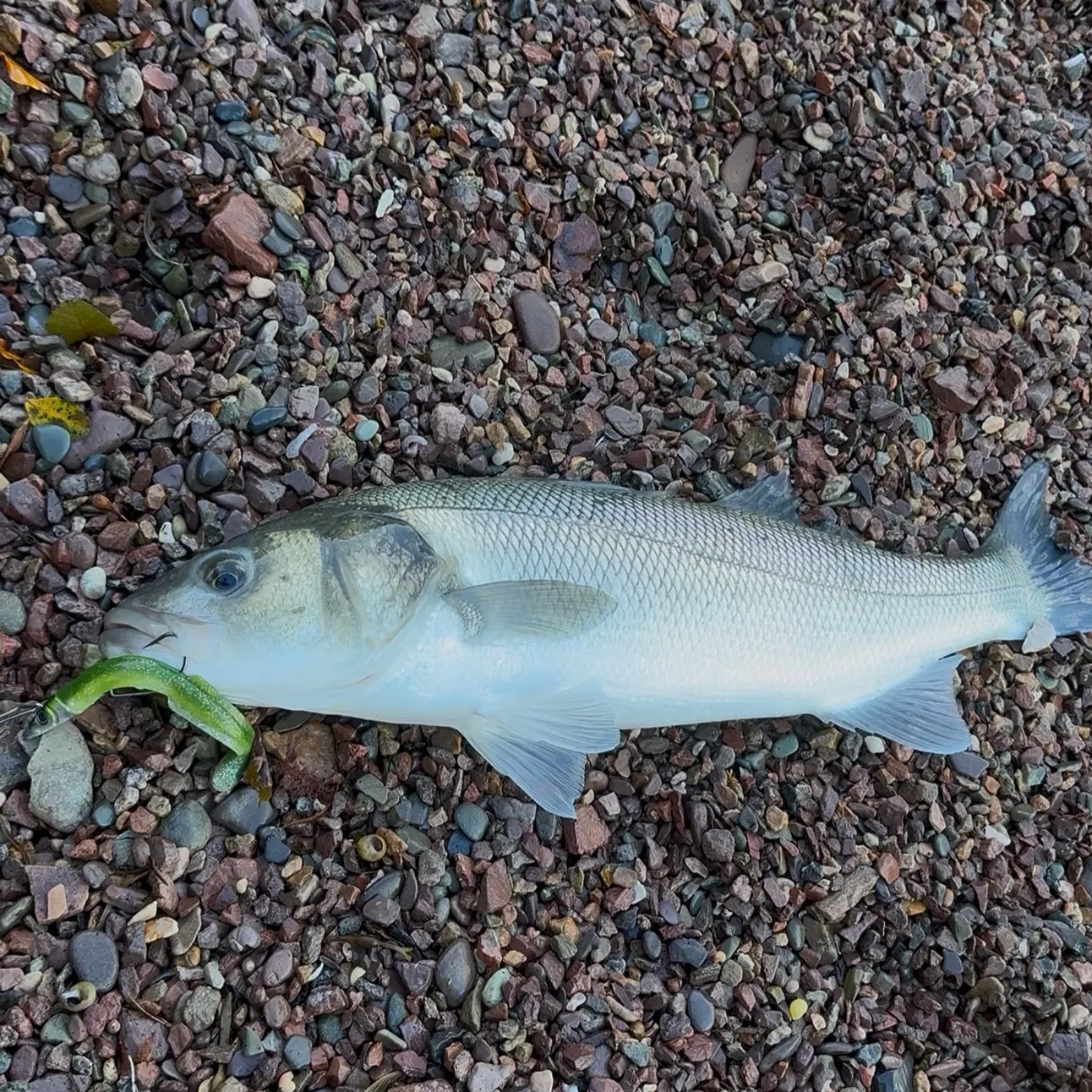European seabass caught on Fishbrain