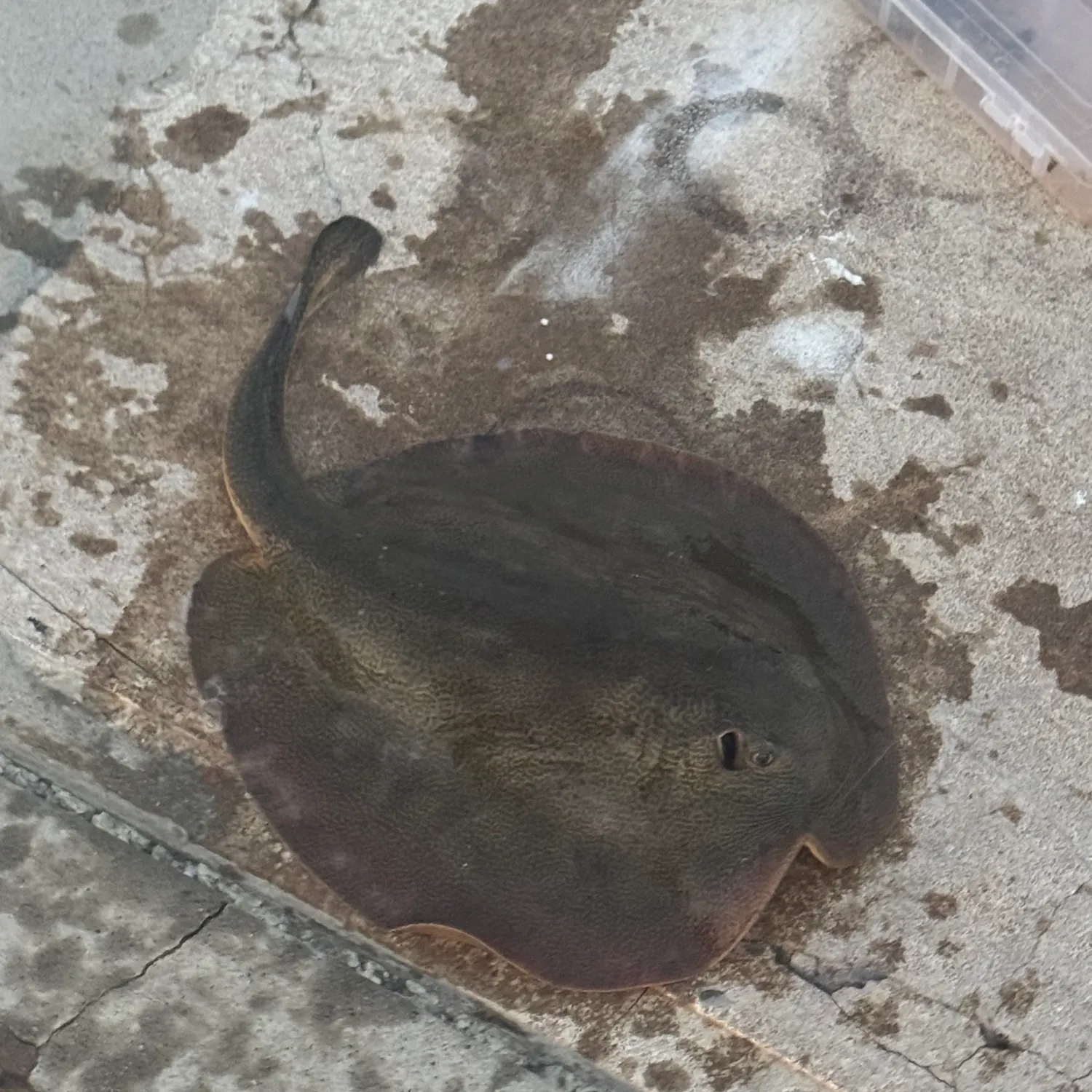 The most recent Haller's round ray catches on Fishbrain