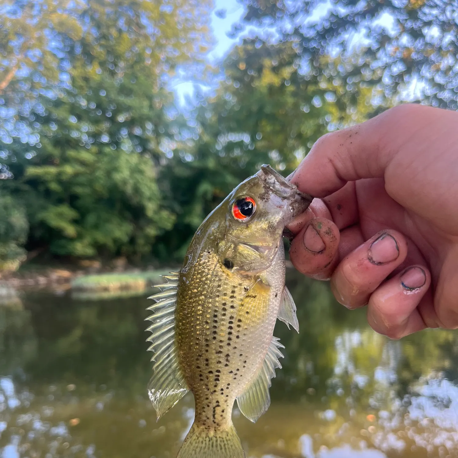 Rock bass caught on Fishbrain