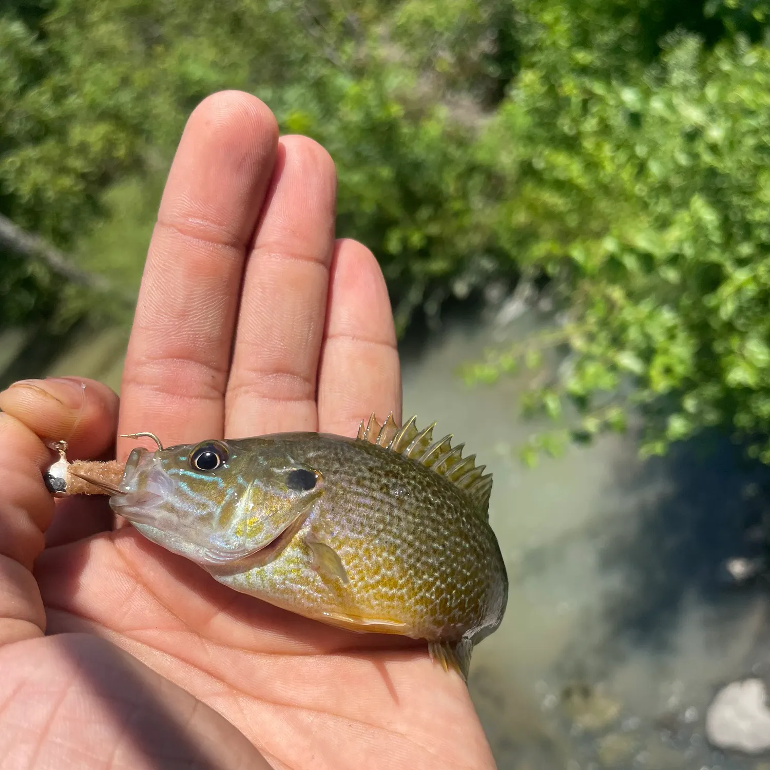 Greengill hybrid caught on Fishbrain