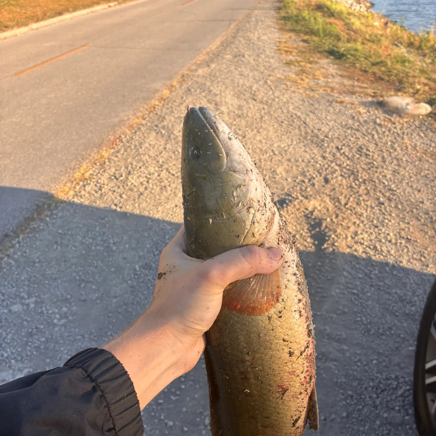 Eyetail bowfin caught on Fishbrain