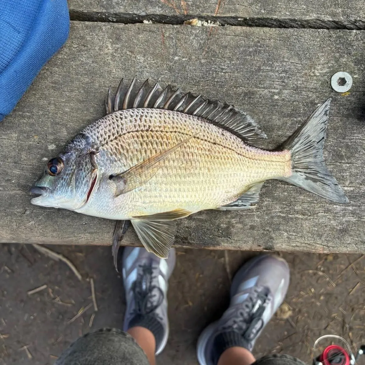 Surf bream caught on Fishbrain