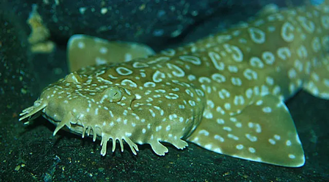 Spotted wobbegong