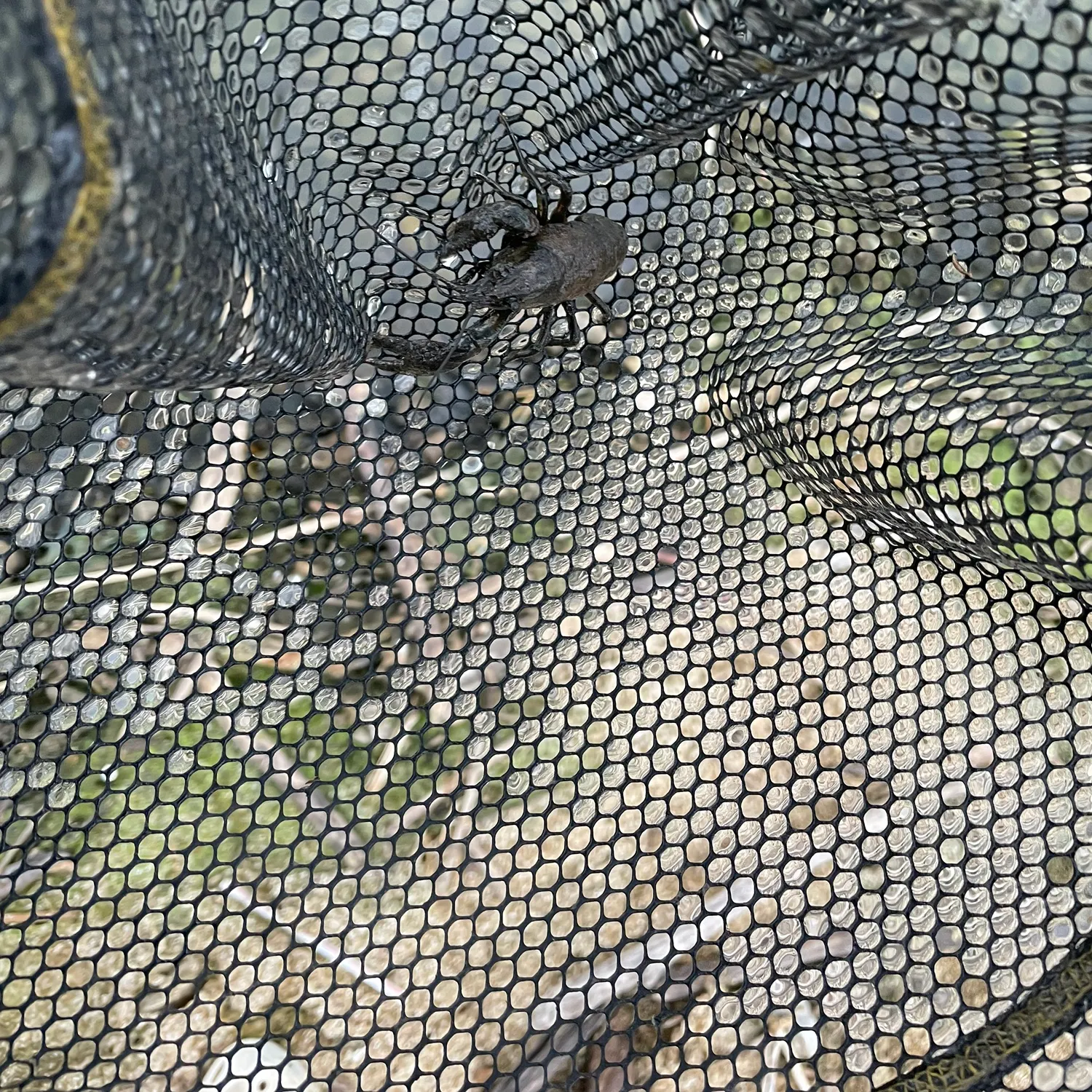 The most recent Northern clearwater crayfish catches on Fishbrain