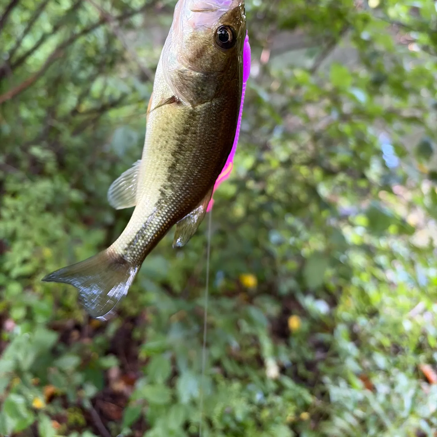 The most recent Largemouth bass catches on Fishbrain