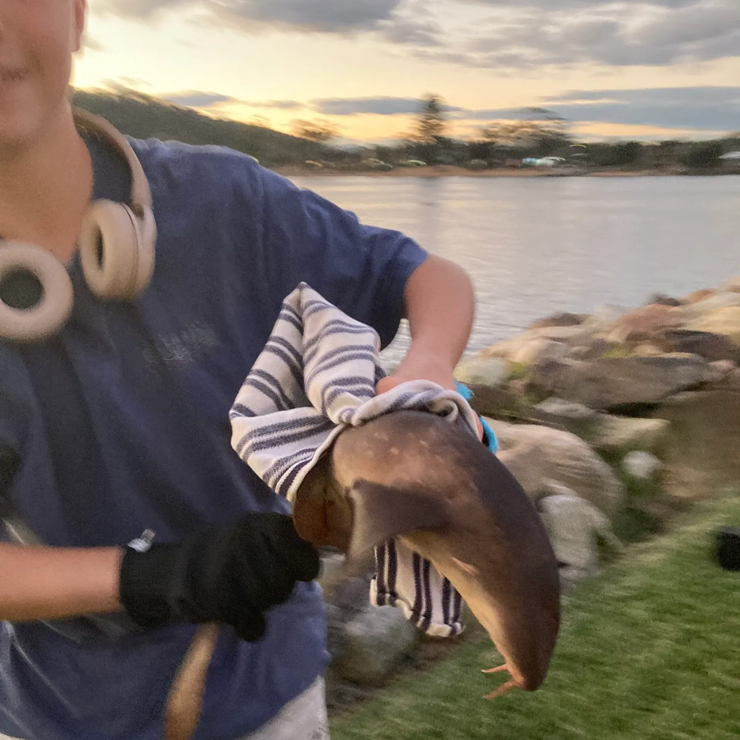 The most recent Blind shark catches on Fishbrain