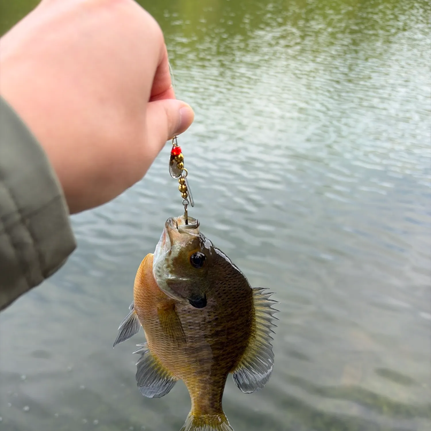 Bluegill caught on Fishbrain