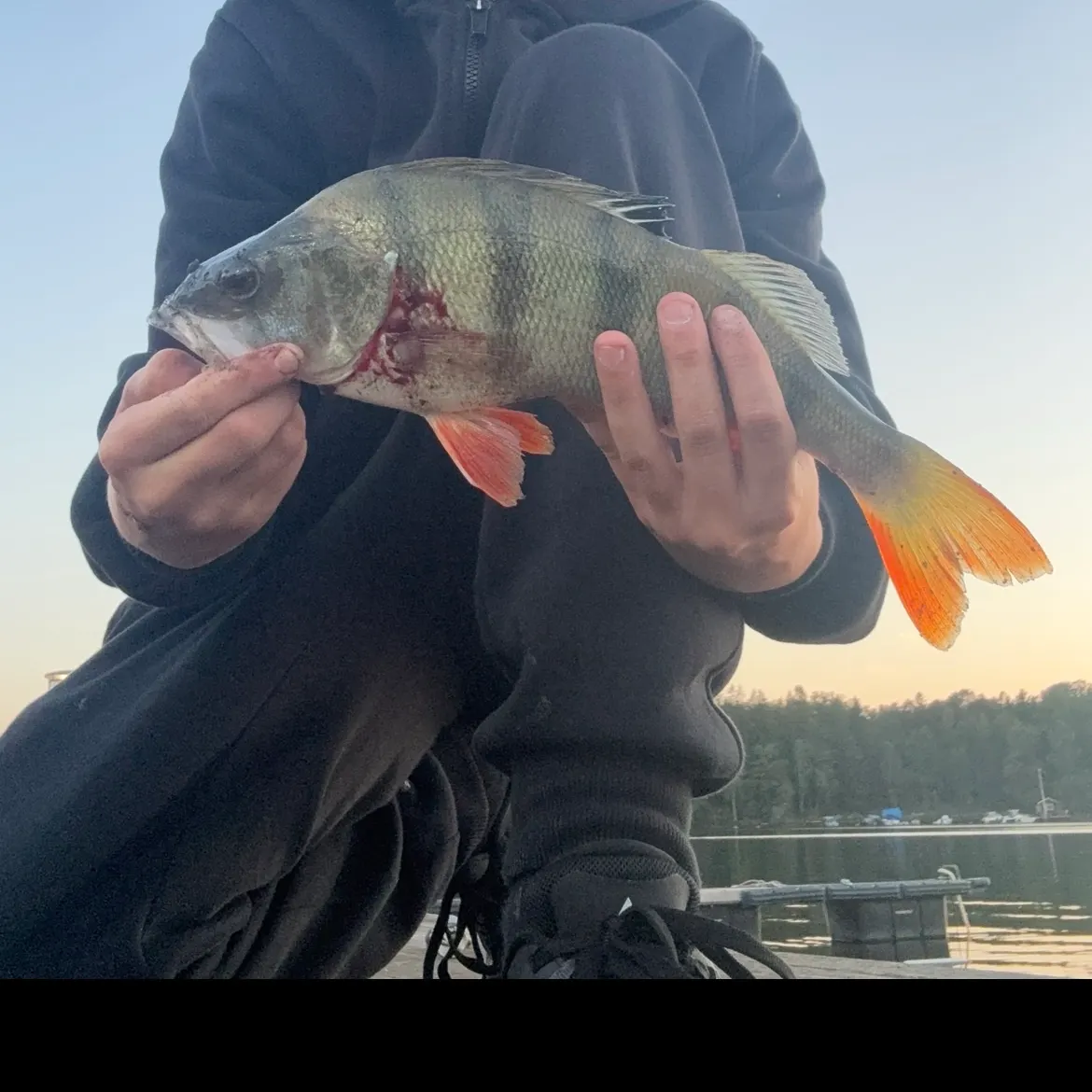 European perch caught on Fishbrain