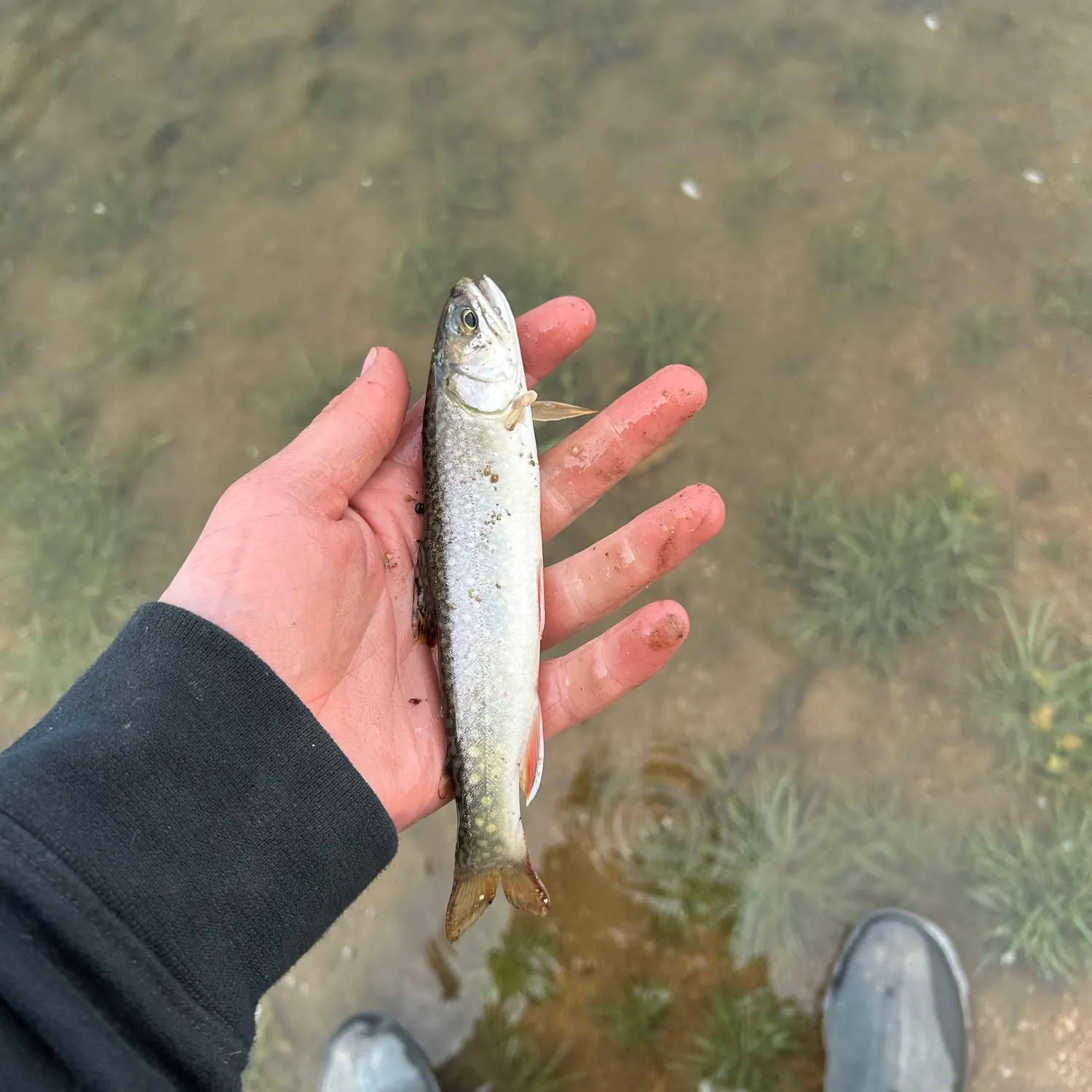 Brown trout caught on Fishbrain