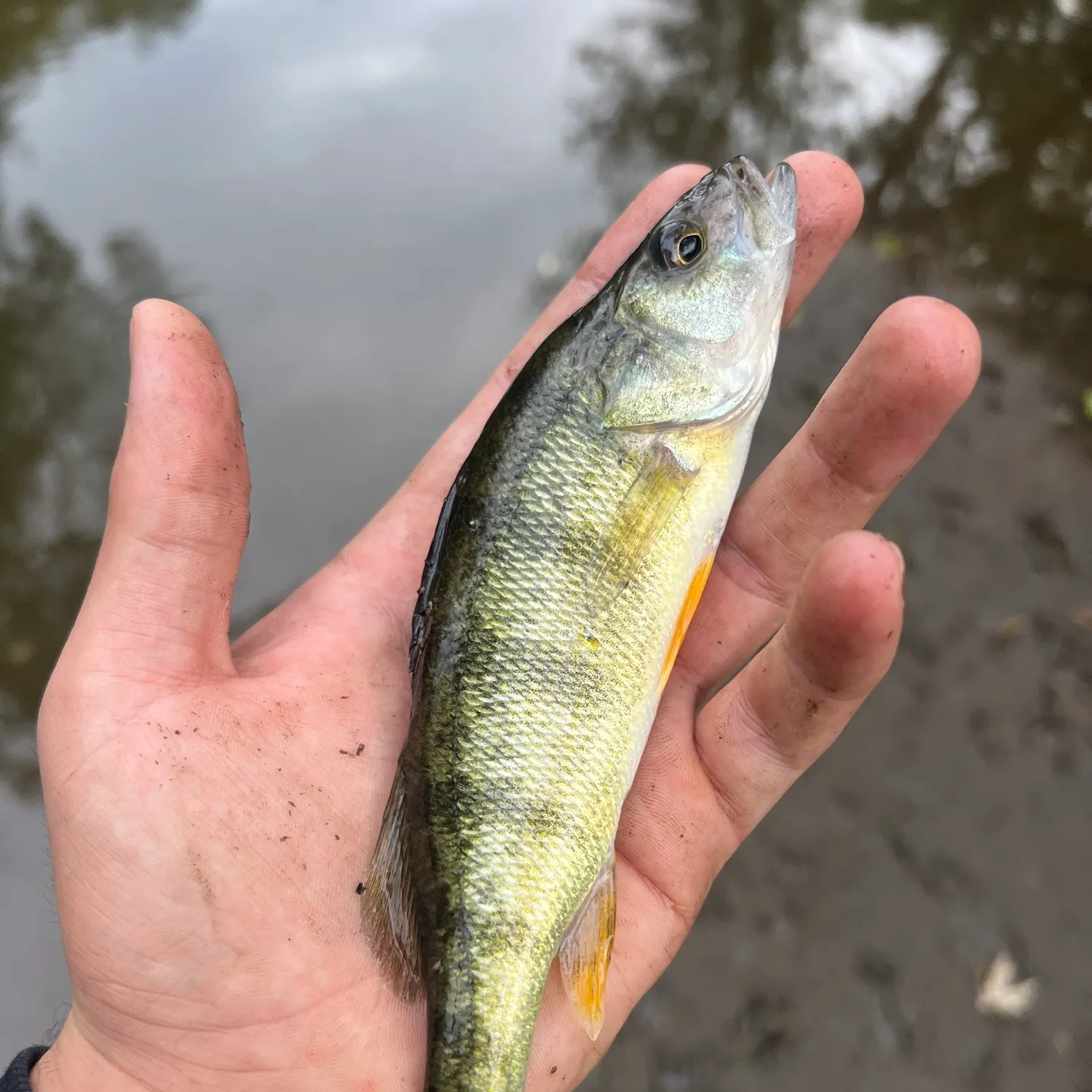 Yellow perch caught on Fishbrain