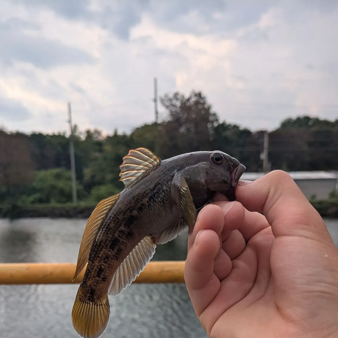 Round goby caught on Fishbrain