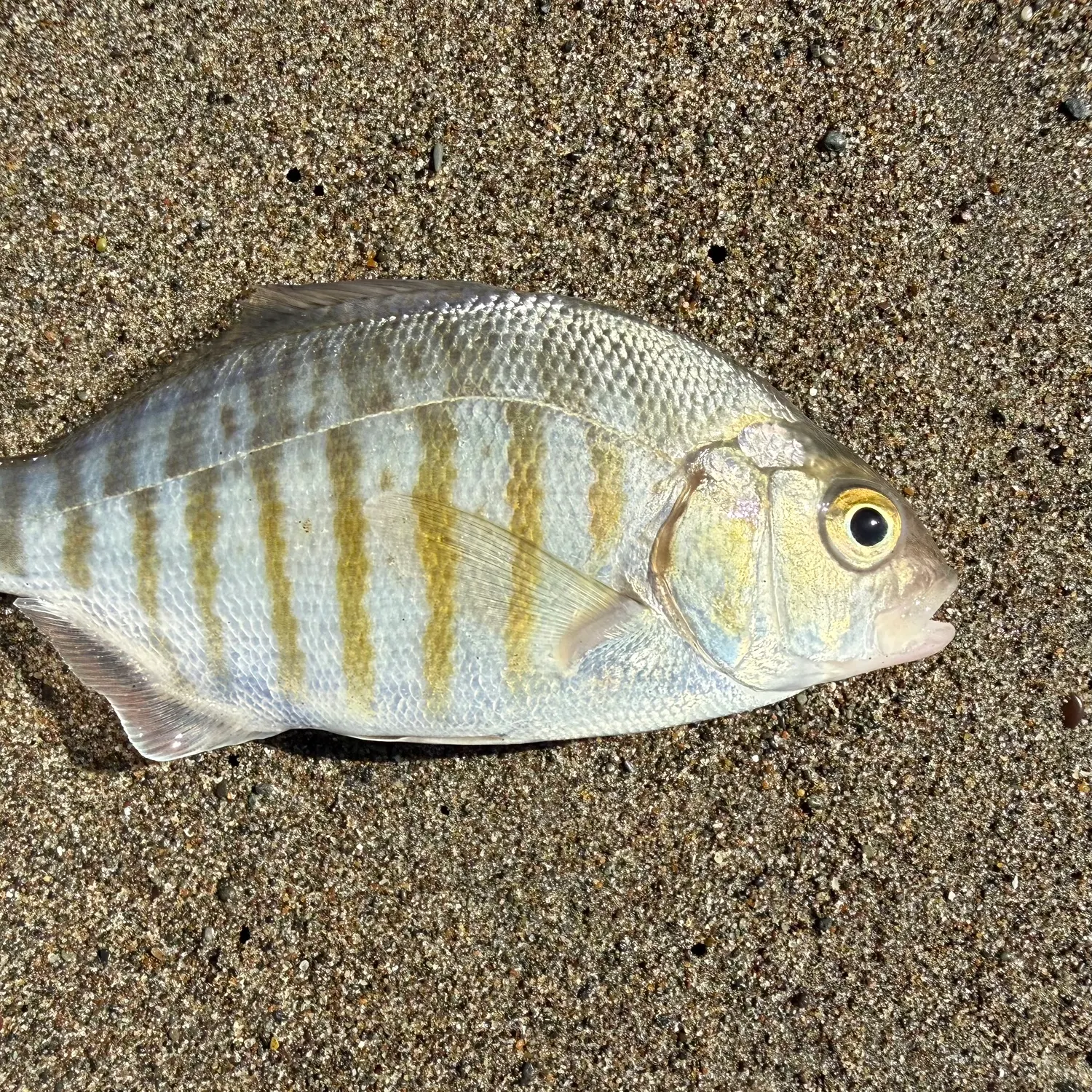 Barred surfperch caught on Fishbrain
