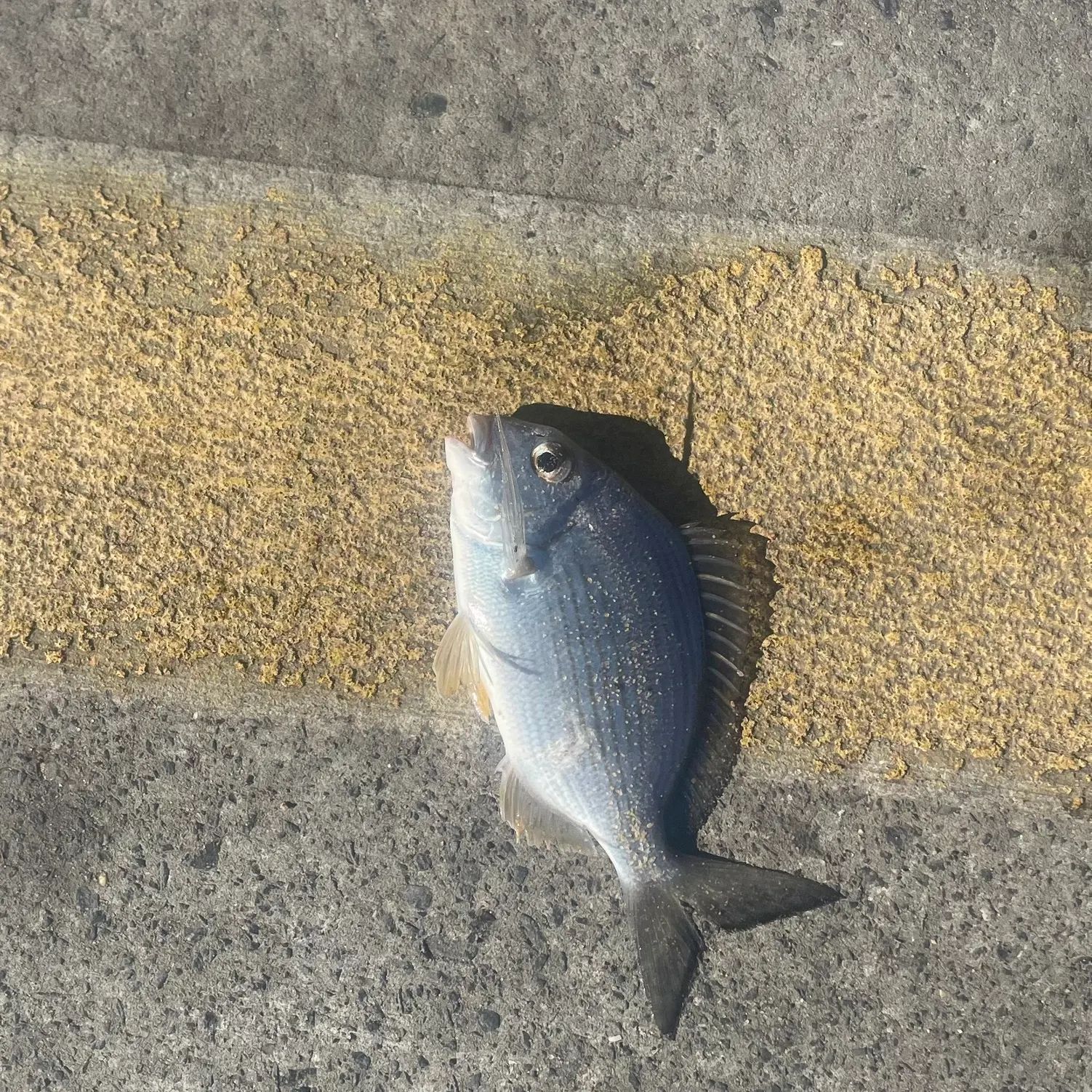 The most recent Goldlined seabream catches on Fishbrain