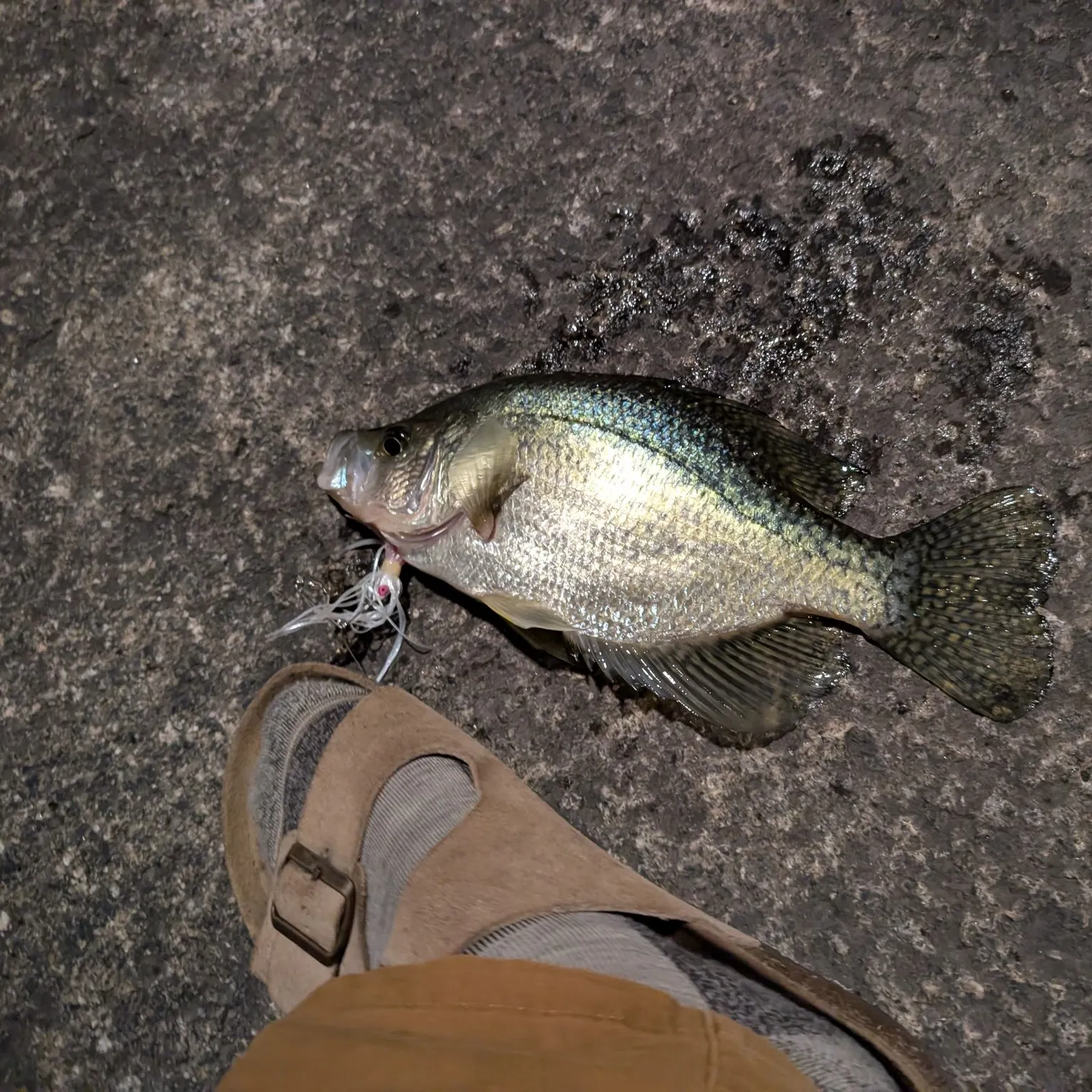 Black crappie caught on Fishbrain