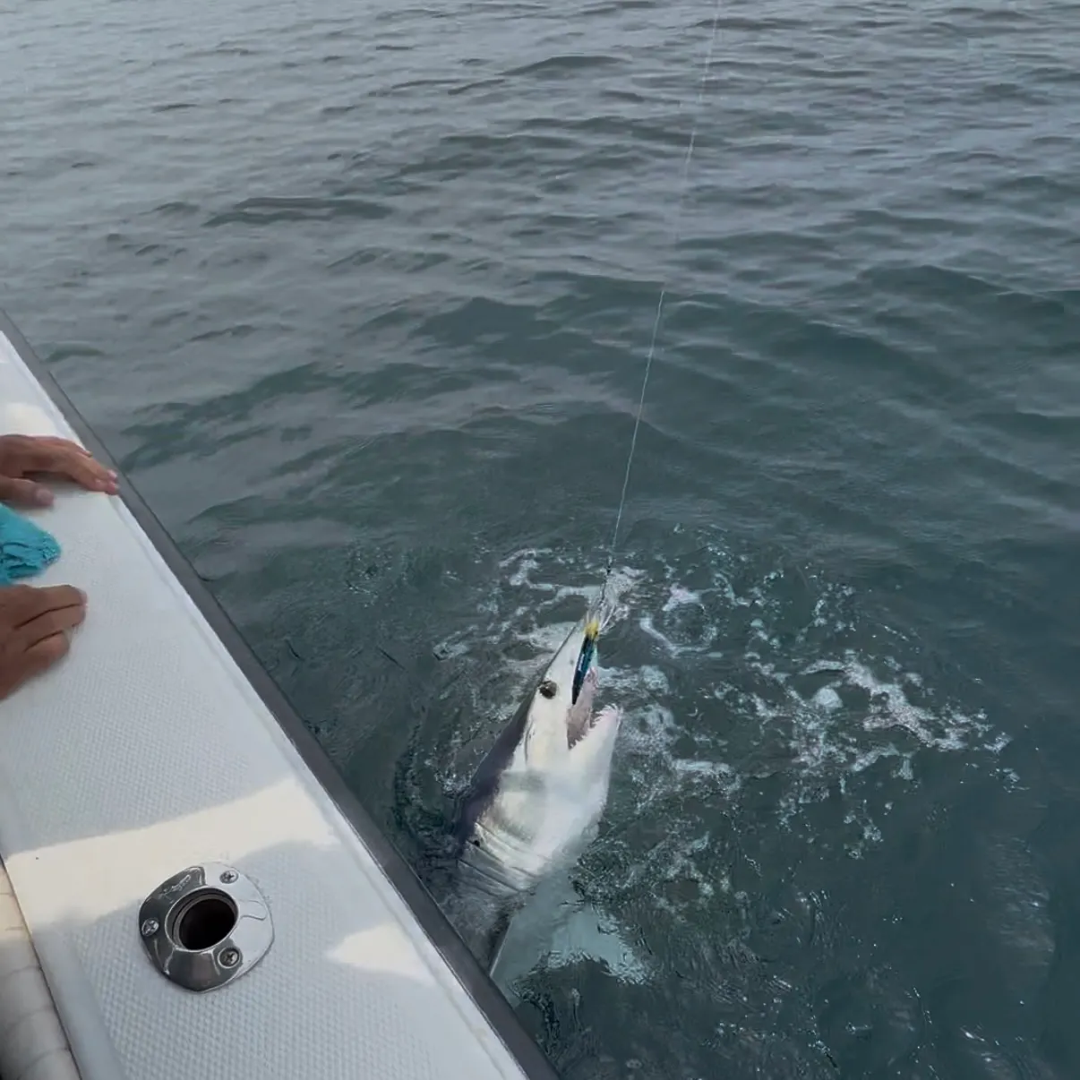 The most recent Shortfin mako shark catches on Fishbrain