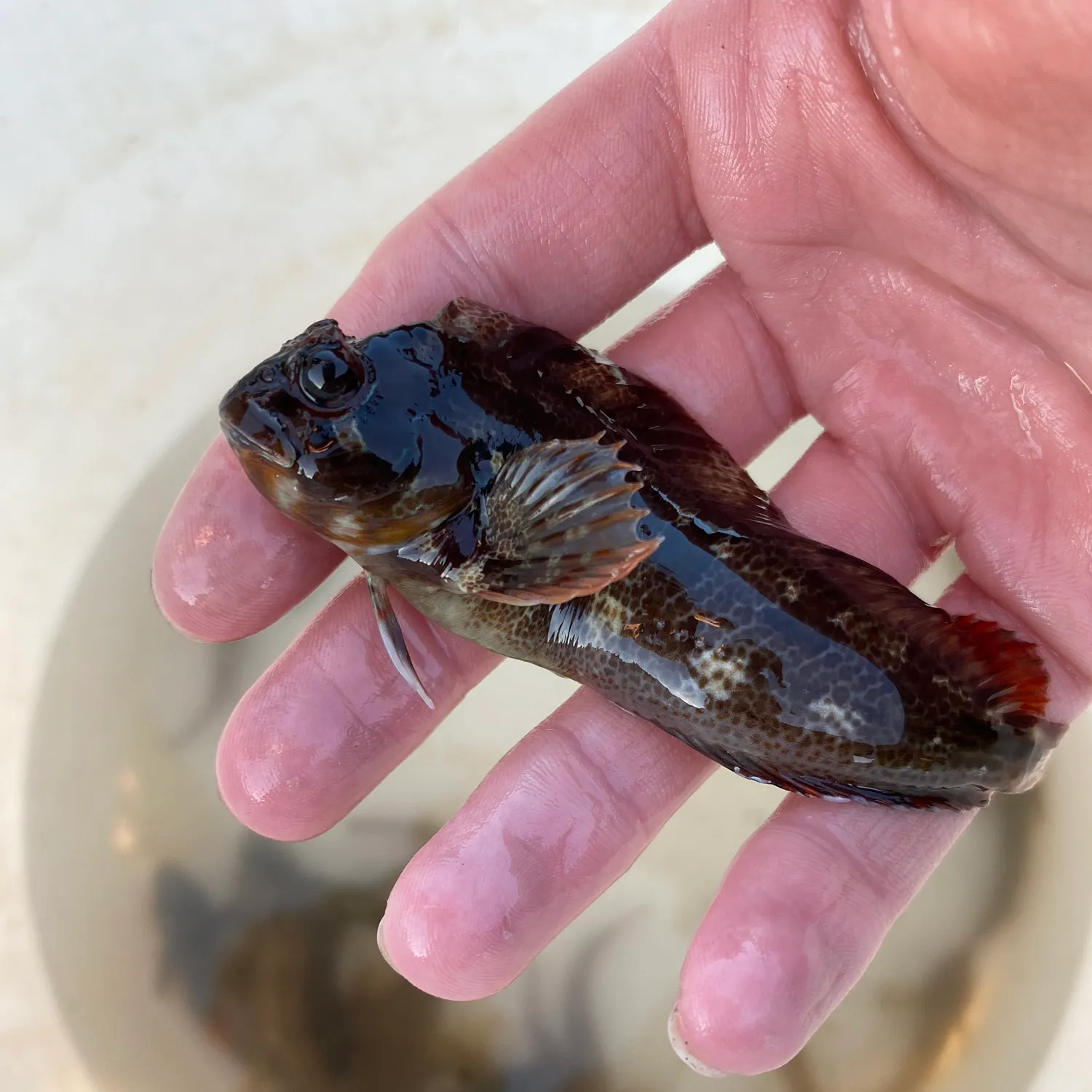 The most popular recent Tompot blenny catch on Fishbrain