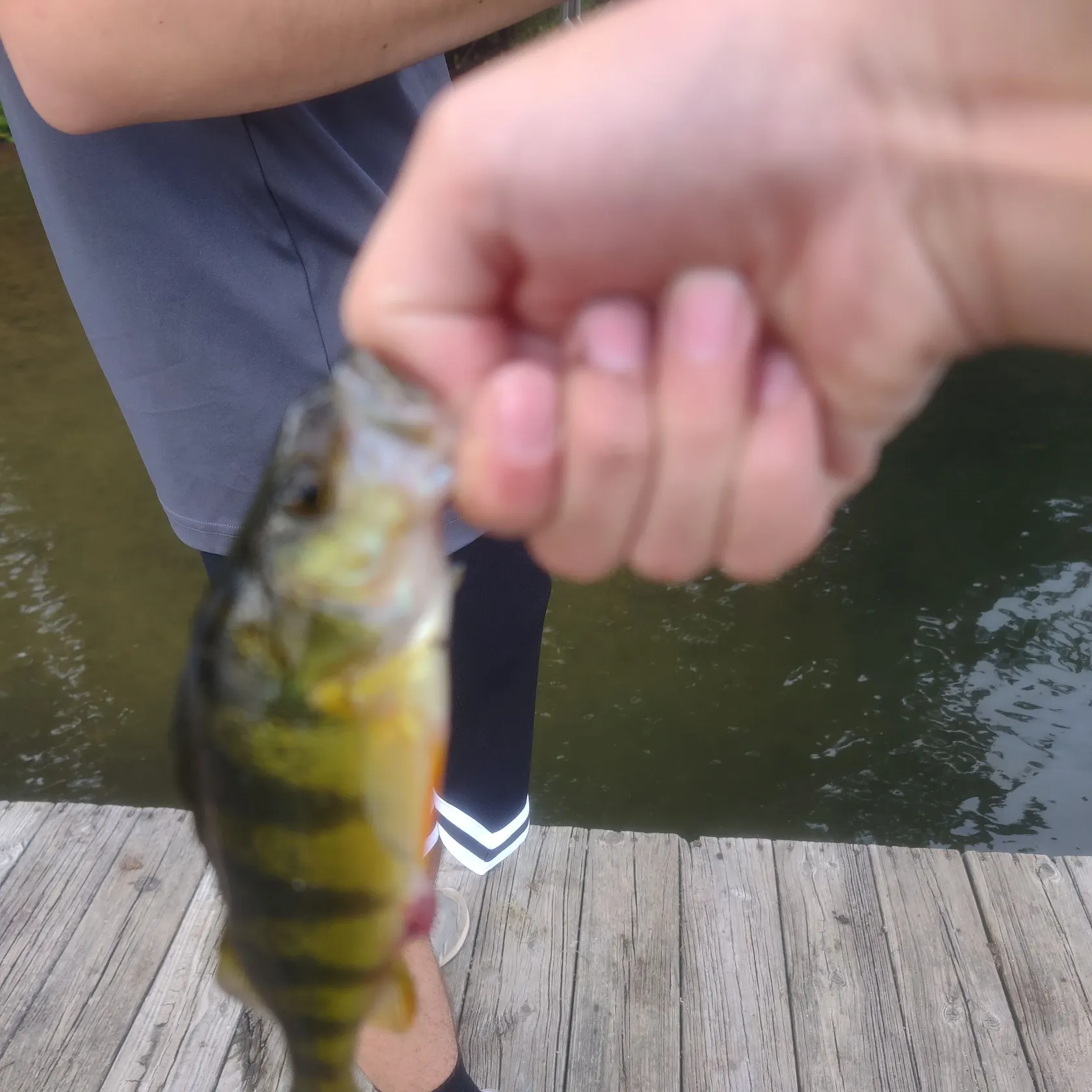 Yellow perch caught on Fishbrain