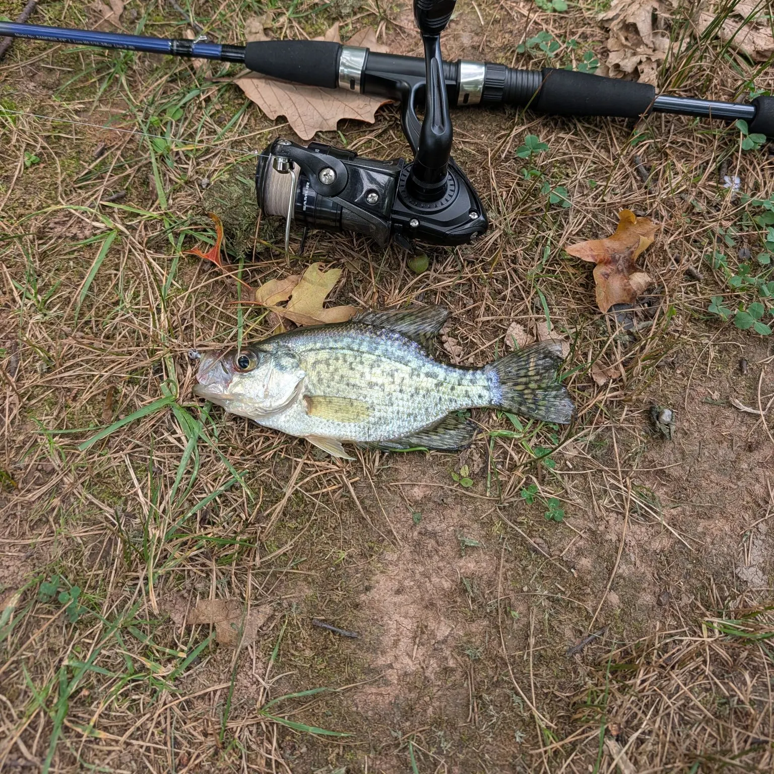White crappie caught on Fishbrain