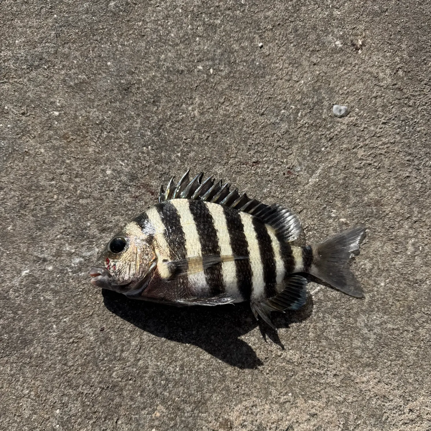 Sheepshead caught on Fishbrain