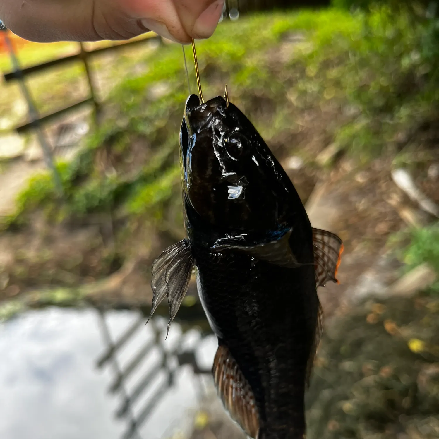 The most recent Point-headed sleeper goby catches on Fishbrain