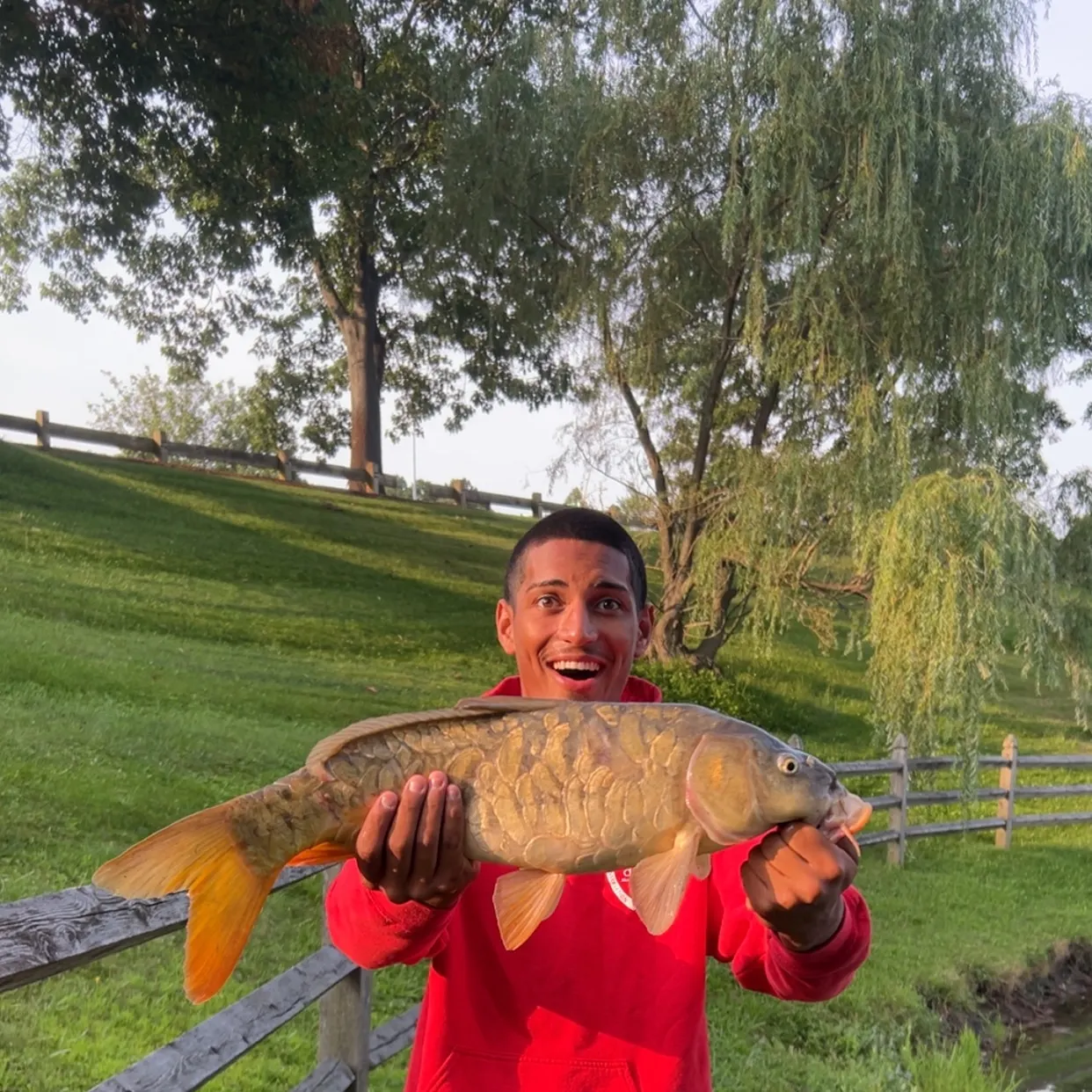 Mirror carp caught on Fishbrain