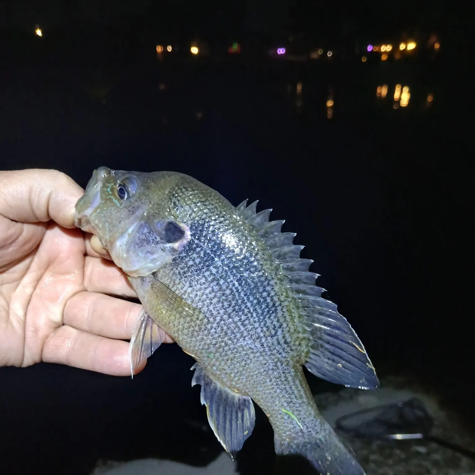 The most recent Green sunfish catches on Fishbrain