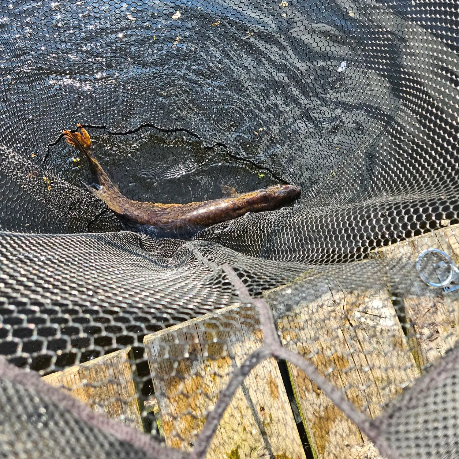 angler catch