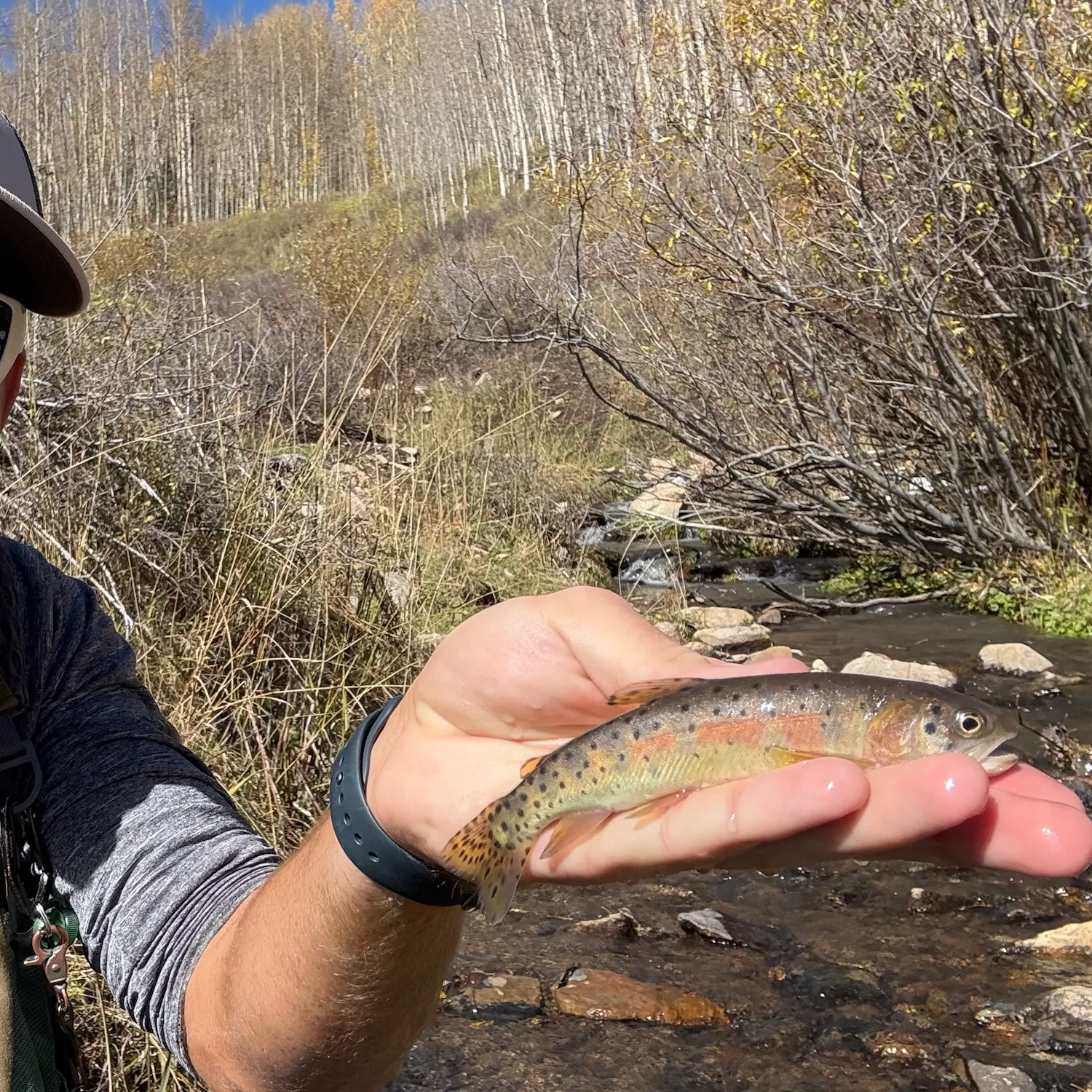 The most recent Colorado river cutthroat trout catches on Fishbrain