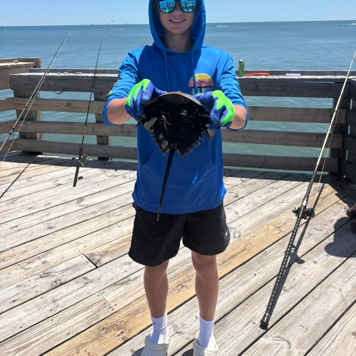 The most recent Atlantic horseshoe crab catches on Fishbrain