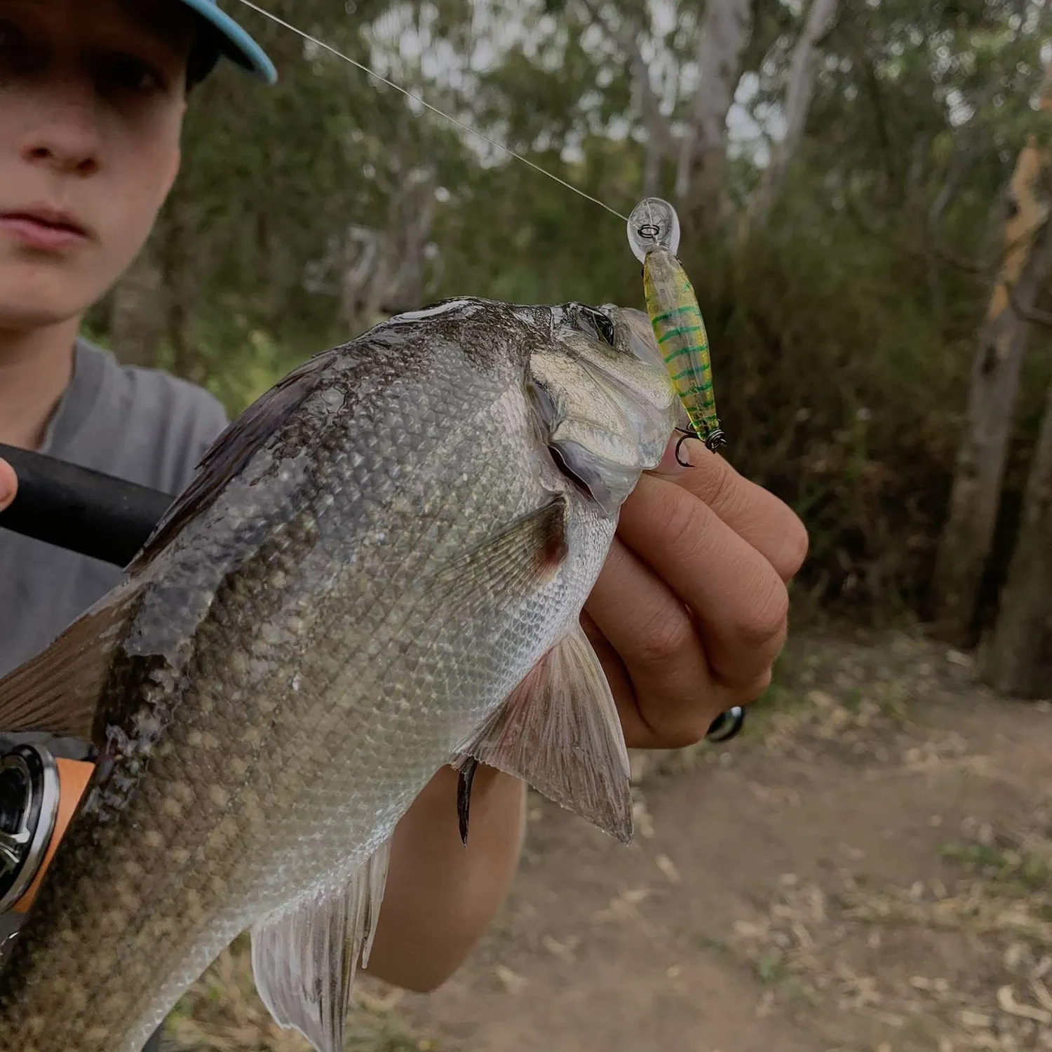 The most popular recent Estuary perch catch on Fishbrain