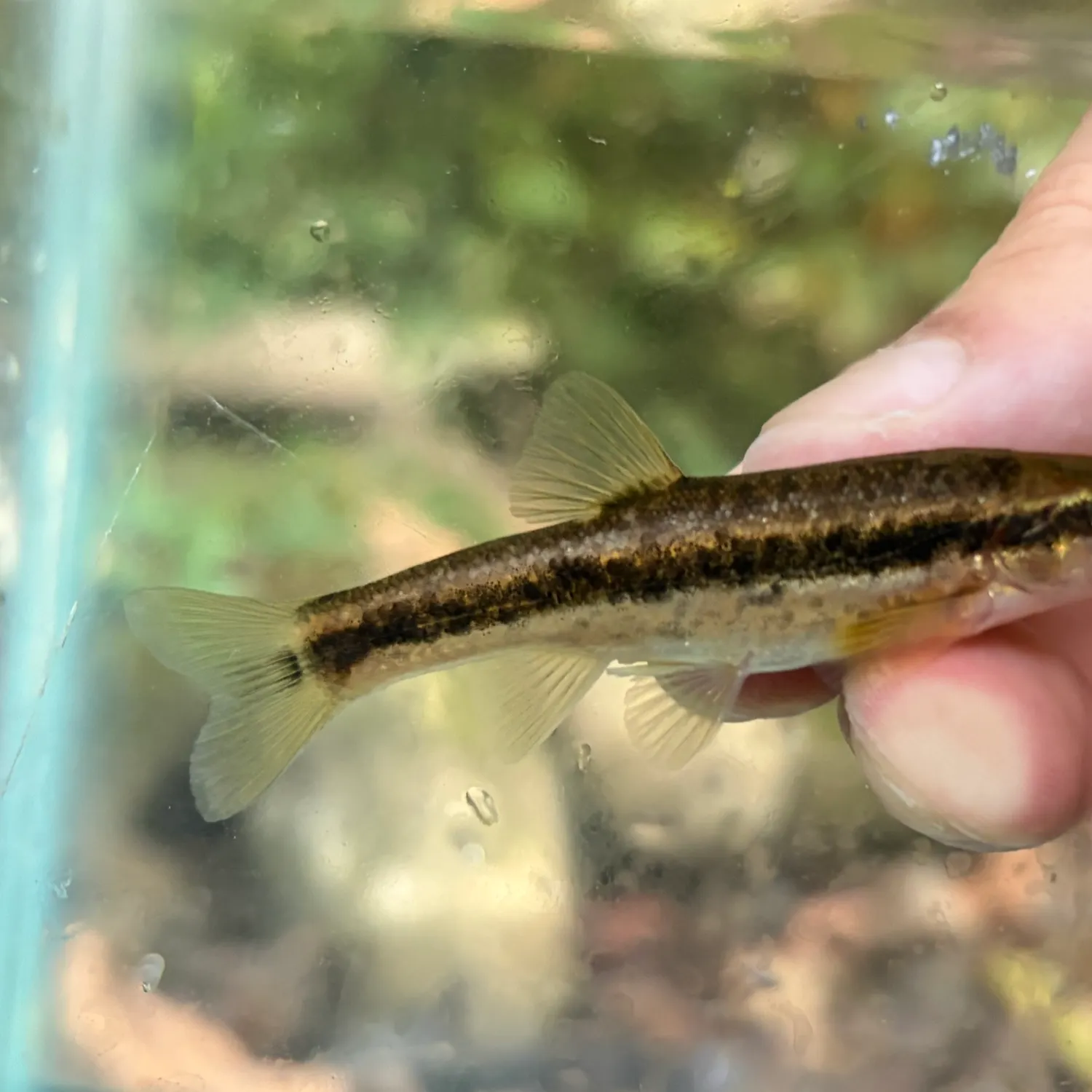 Western blacknose dace caught on Fishbrain